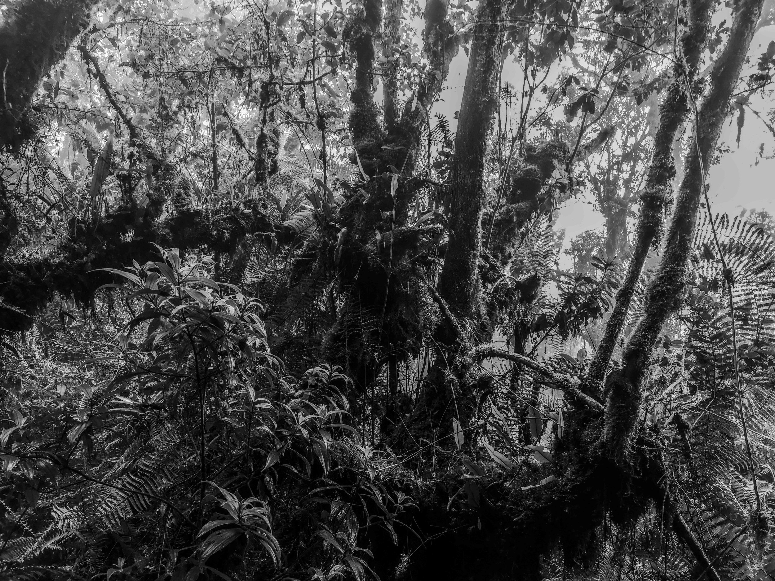 VISUAL AMAZONIA-17.jpg