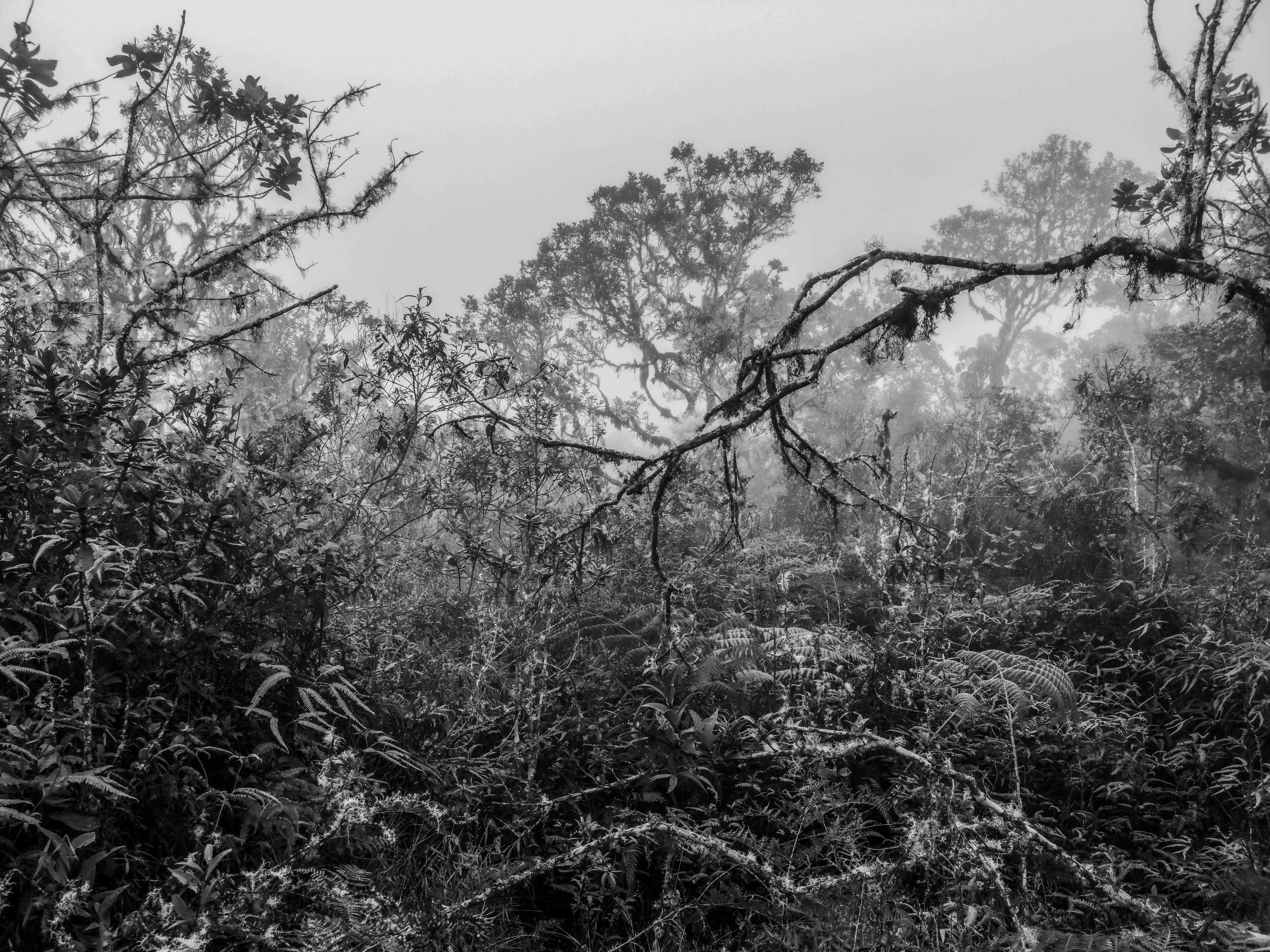 VISUAL AMAZONIA-15.jpg