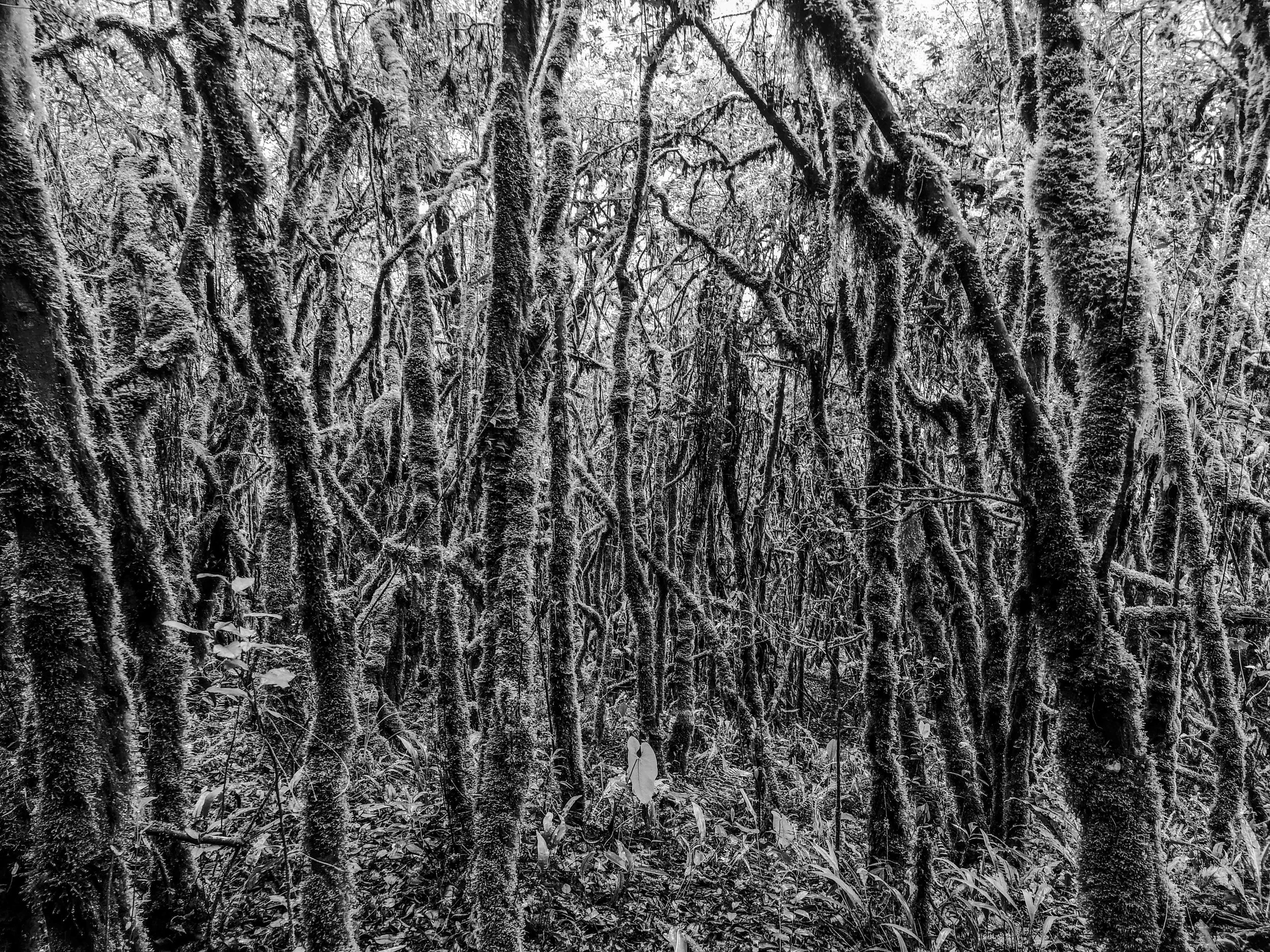 VISUAL AMAZONIA-10.jpg