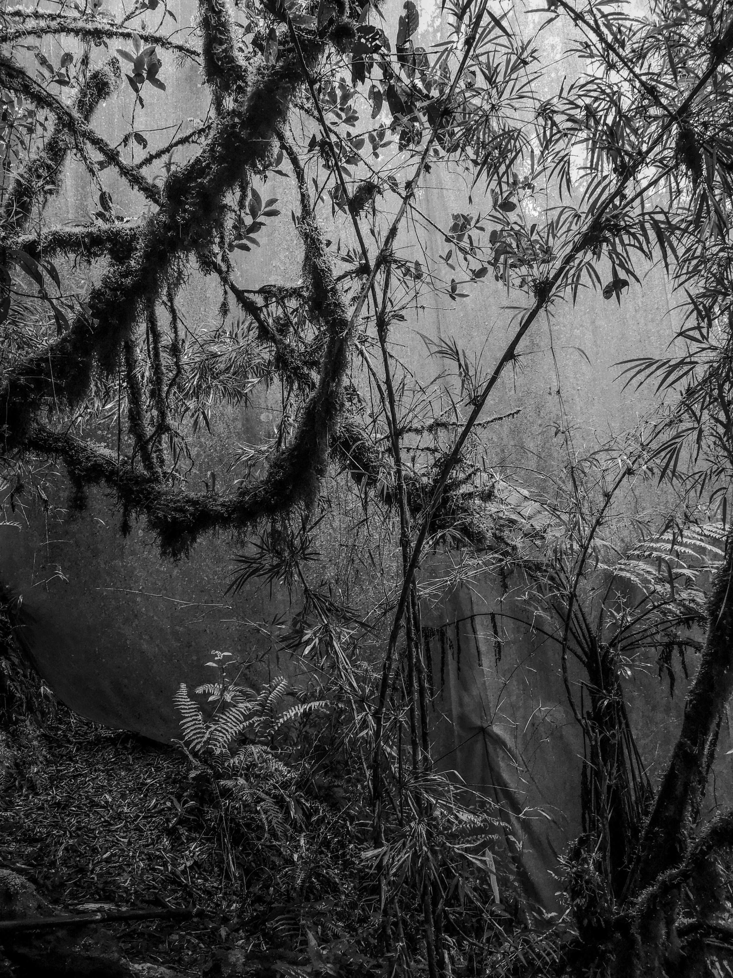 VISUAL AMAZONIA-4.jpg