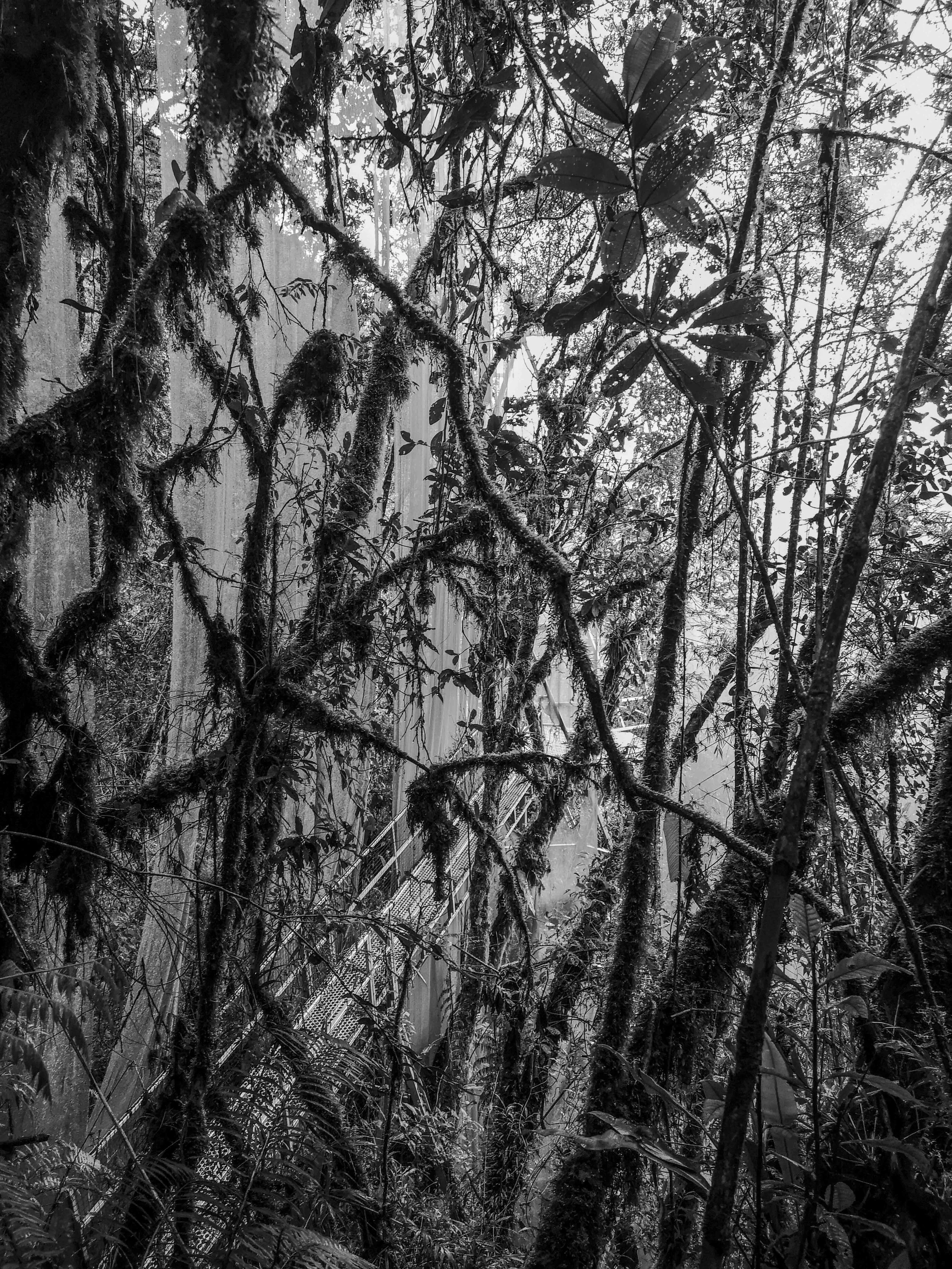 VISUAL AMAZONIA-3.jpg