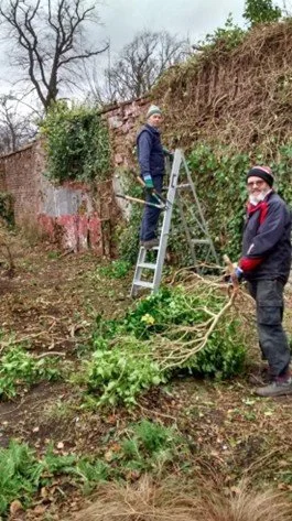 Volunteers remove large branches of ivy.jpg