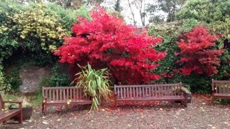 Japanese Maples in autumn.jpg