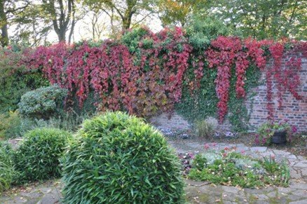 Virginia Creeper on the west wall.jpg