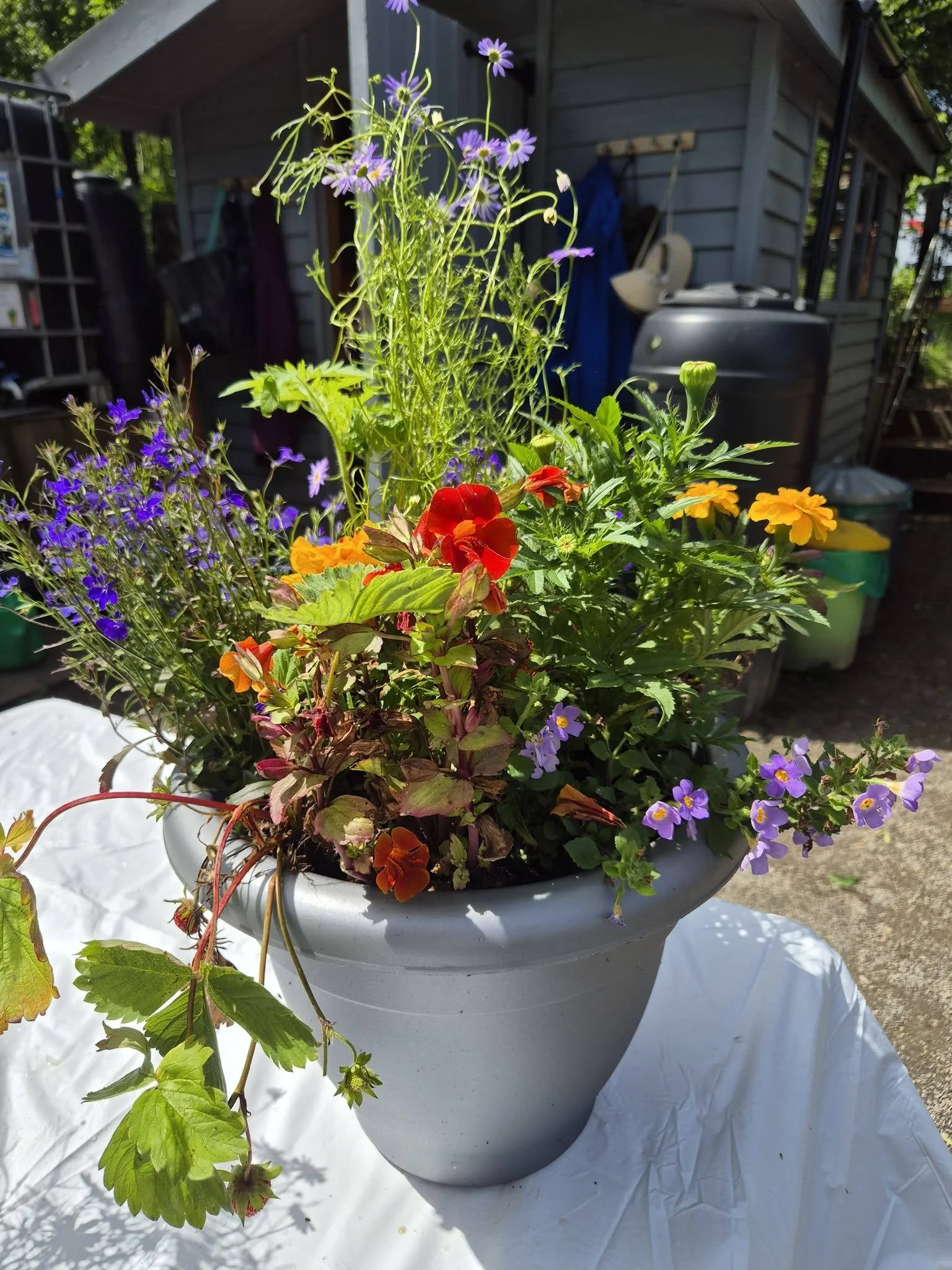 Pollination plants.jpg