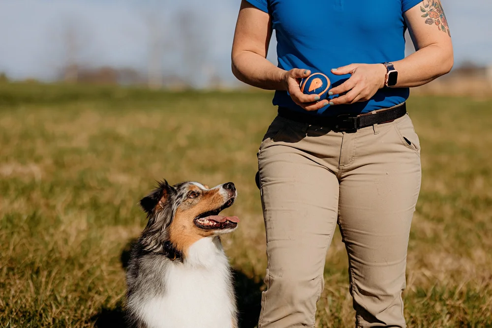 Obedience Dog Training | Private Lessons near Lexington, KY — Elkhorn ...
