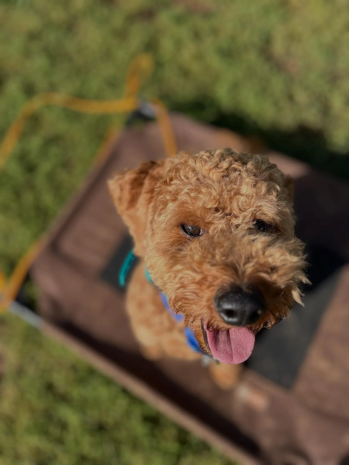 Yes yes I know I’m adorable throw the ball lady~Finnie probably