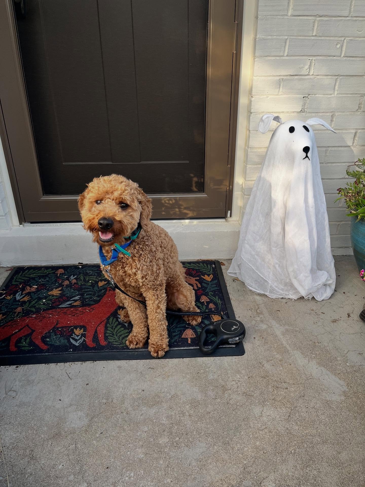 Finnie is at the halfway point of training and he is becoming so brave he made friends with a ghost 😂