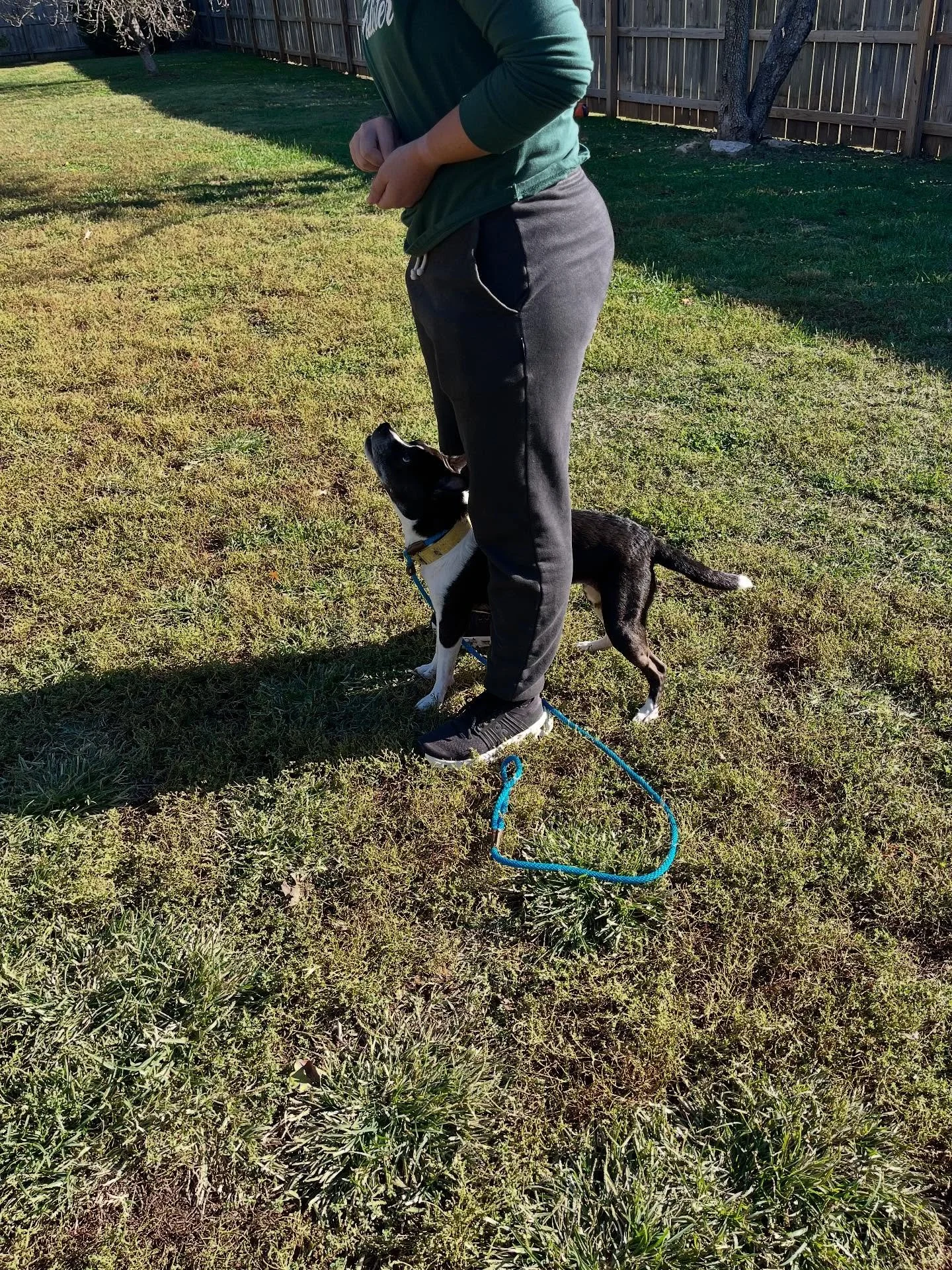 Piper is 10 years young and is working hard learning a few new things. It’s never too late to teach your dog new behaviors in fact, it can be helpful for your senior dogs. Your dog still likes to use their brain no matter what age they are.
🔹