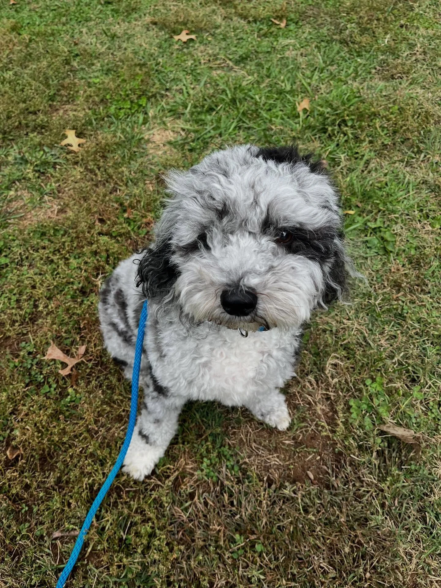 This is Harvey. 
Harvey has big feelings about dogs, groomers, getting in crate, any kind of change, resource guarding and being told what to do when no cookies are involved. 
Our first step building Harvey and mine’s relationship through play