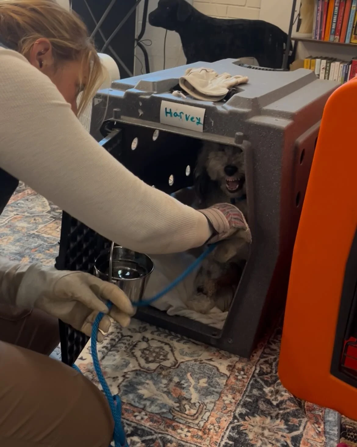 Meet Harvey 🐾
Harvey is a 2-year-old Aussiedoodle with big feelings &mdash; and he&rsquo;s not afraid to show them.

When dogs like Harvey start showing aggression, it doesn&rsquo;t just go away on its own. In fact, it often gets worse without the r