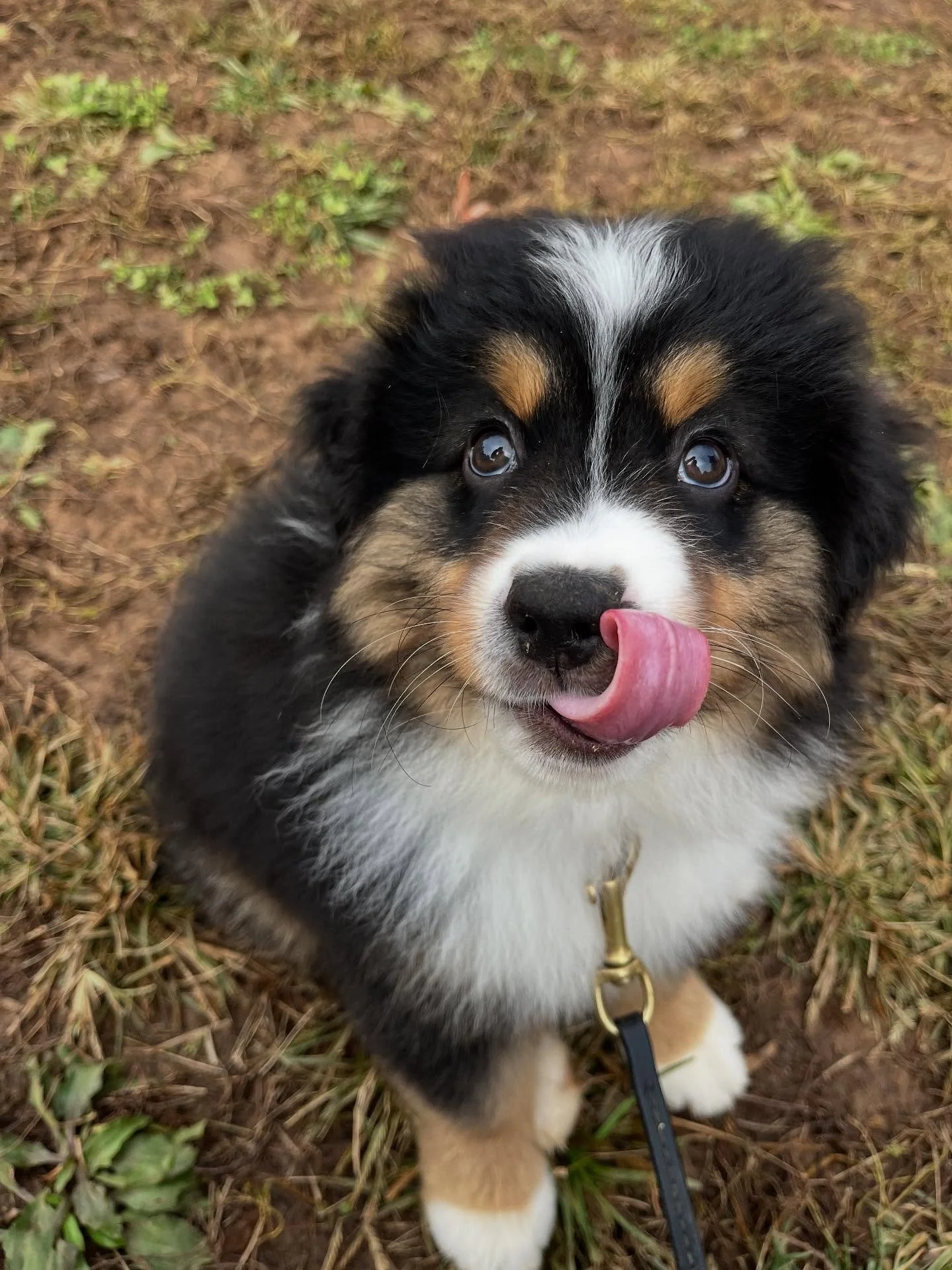 🐾 Big Welcome to Meeko! 🐾

This adorable pup just started his very first puppy lessons! 🐶✨ His mom has already been hard at work teaching him that the crate is a cozy, safe spot for naps and that the world is a pretty awesome place to explore. 🌎?