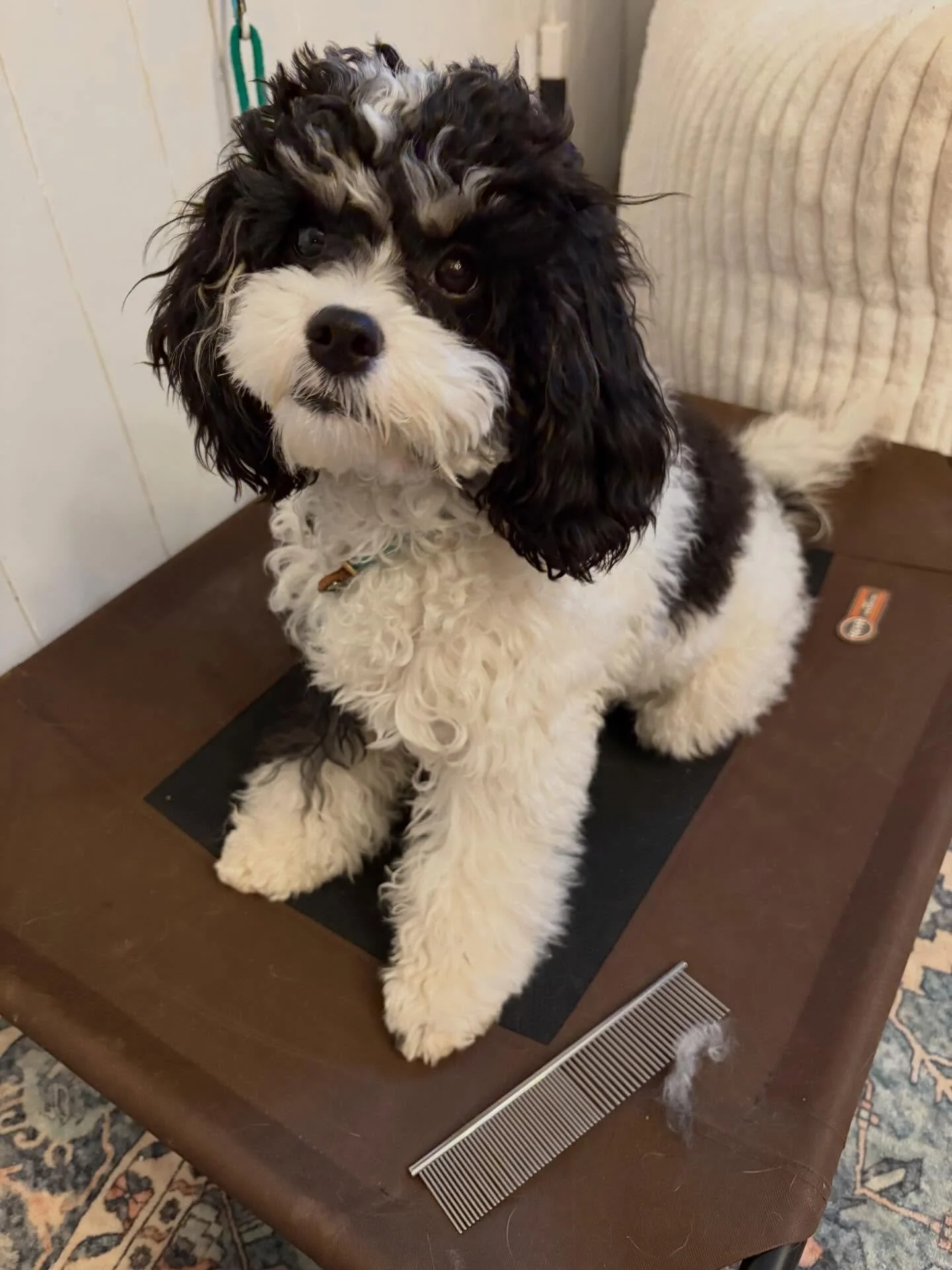 Poppy says I only get to see my vet and my  groomer once in a while so we are practicing grooming and handling well I&rsquo;m at training.

Most groomers see your dog about 1% out of the year. Help your Veterinarian, your groomer and your dog out by 