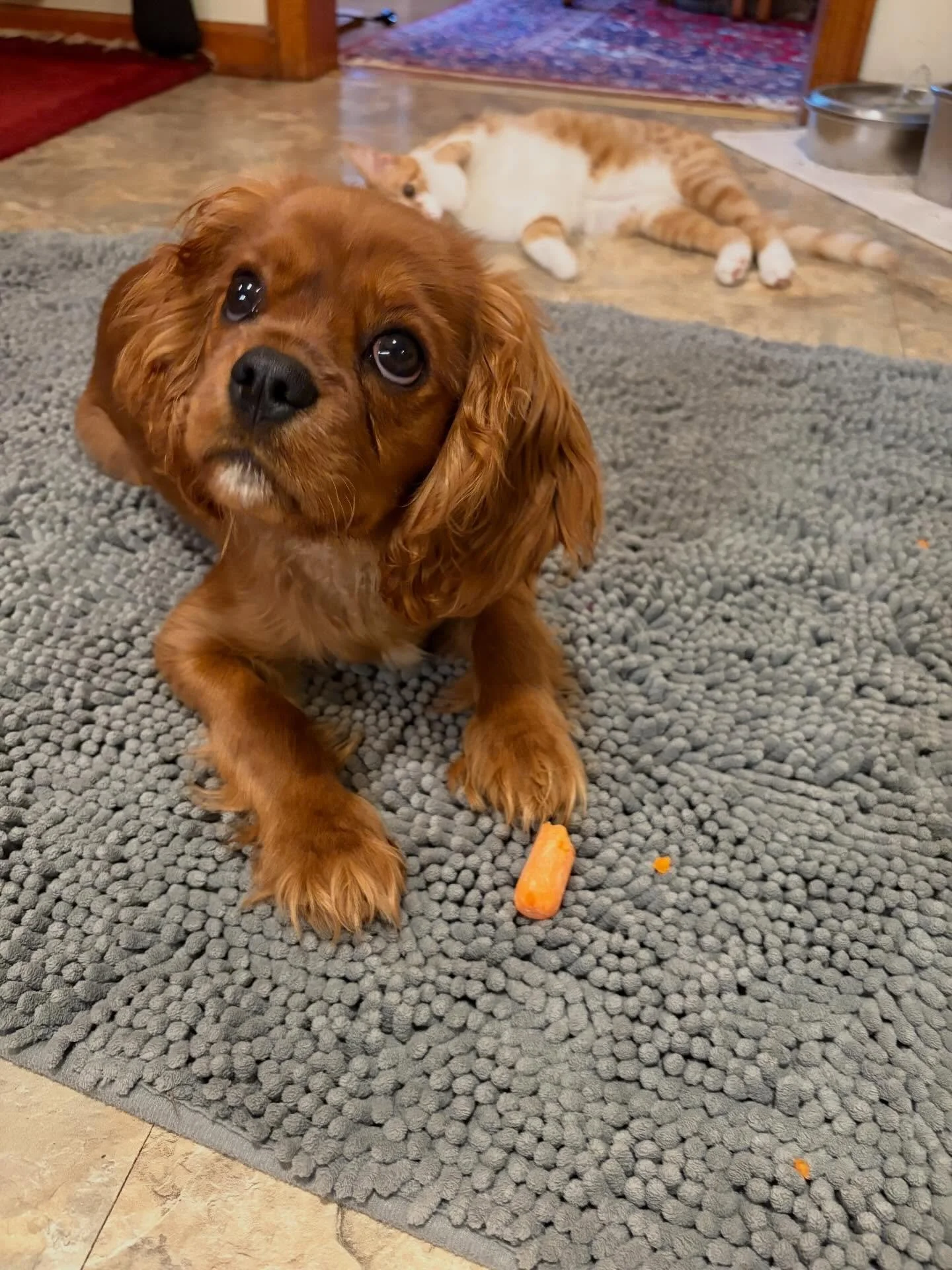 Chief learning that you don&rsquo;t have to resource guard all the things and humans will give you crunchy carrots, which are the best.