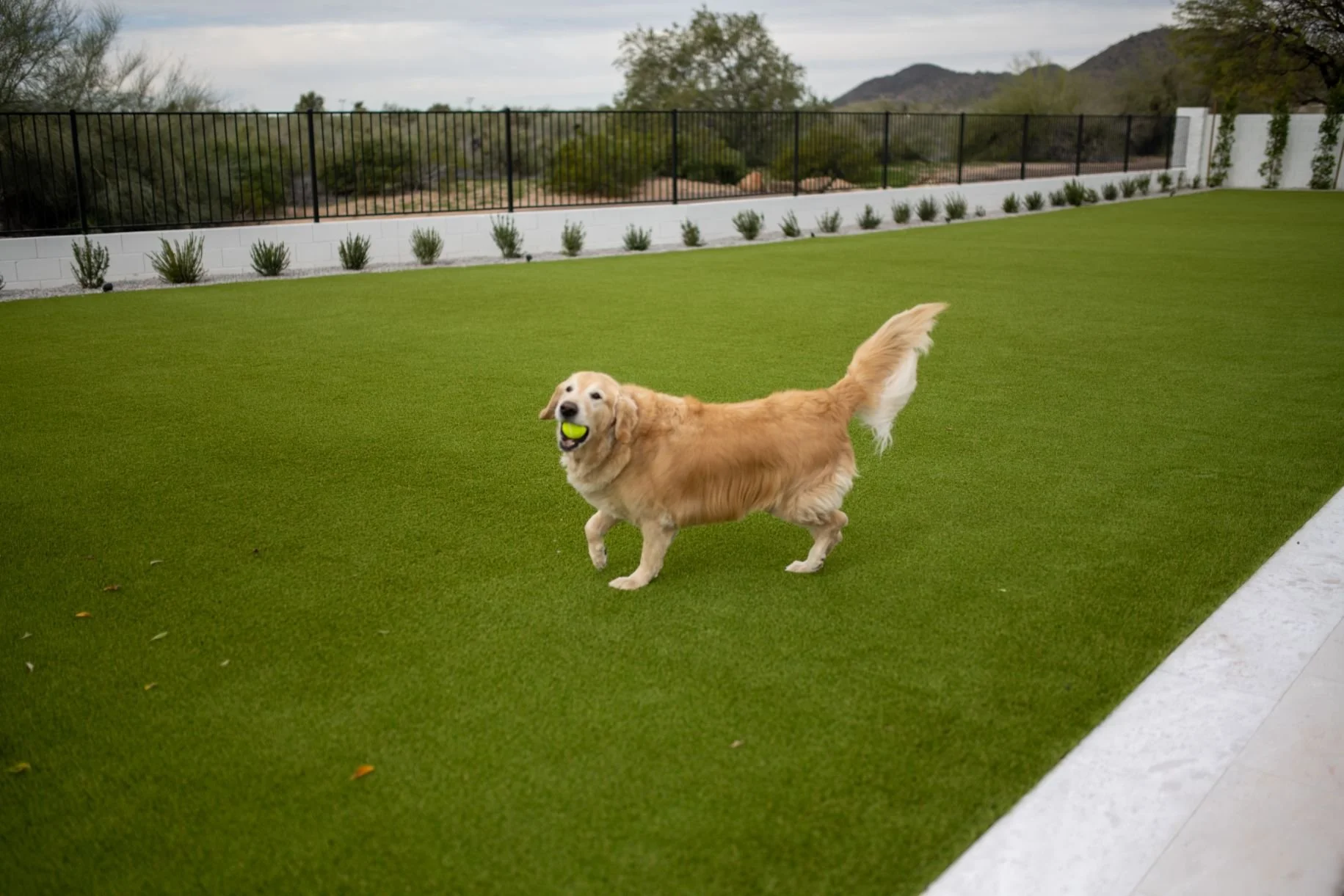 Comparing Natural and Artificial Turf