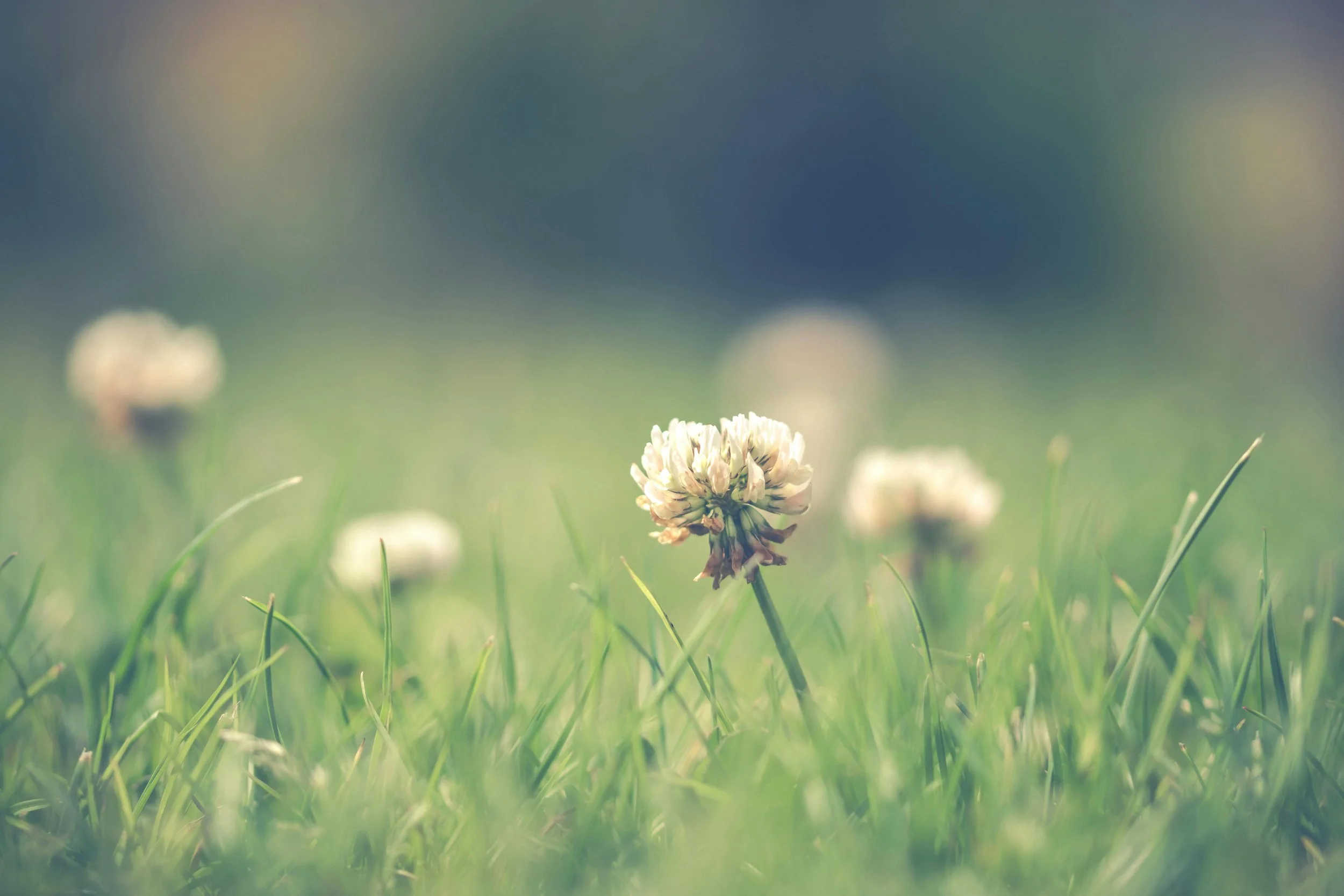 Effective Strategies for Weed Control on Outdoor Turf