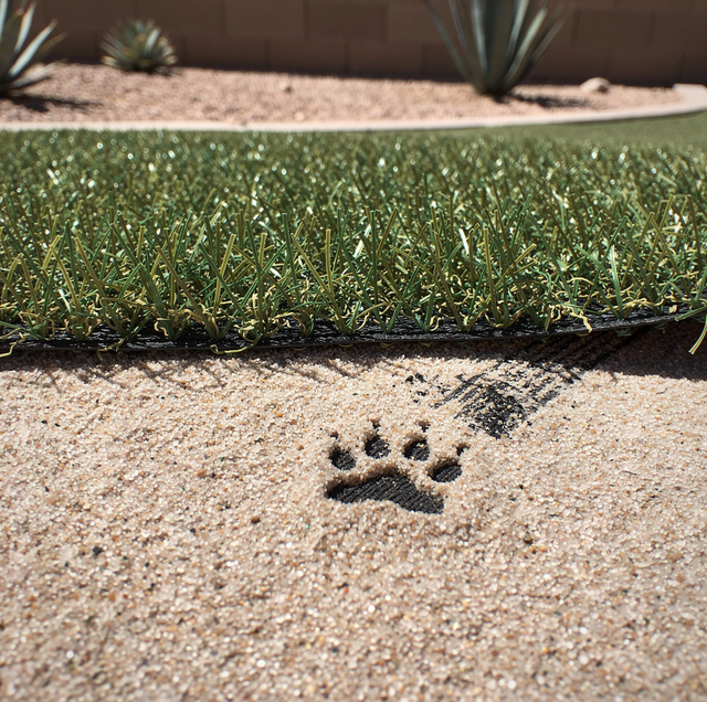 Silica Sand vs. Crumb Rubber Infill: Which Suits Pets Best