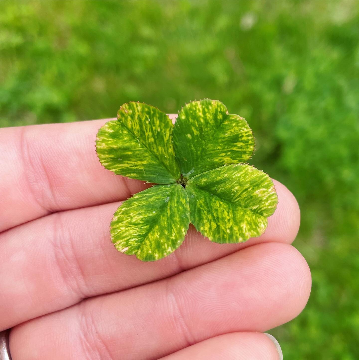 Wow, I love the colors of this clover. Never seen one like it before. 💛💚

#fourleafcloverhunter #fourleafclover