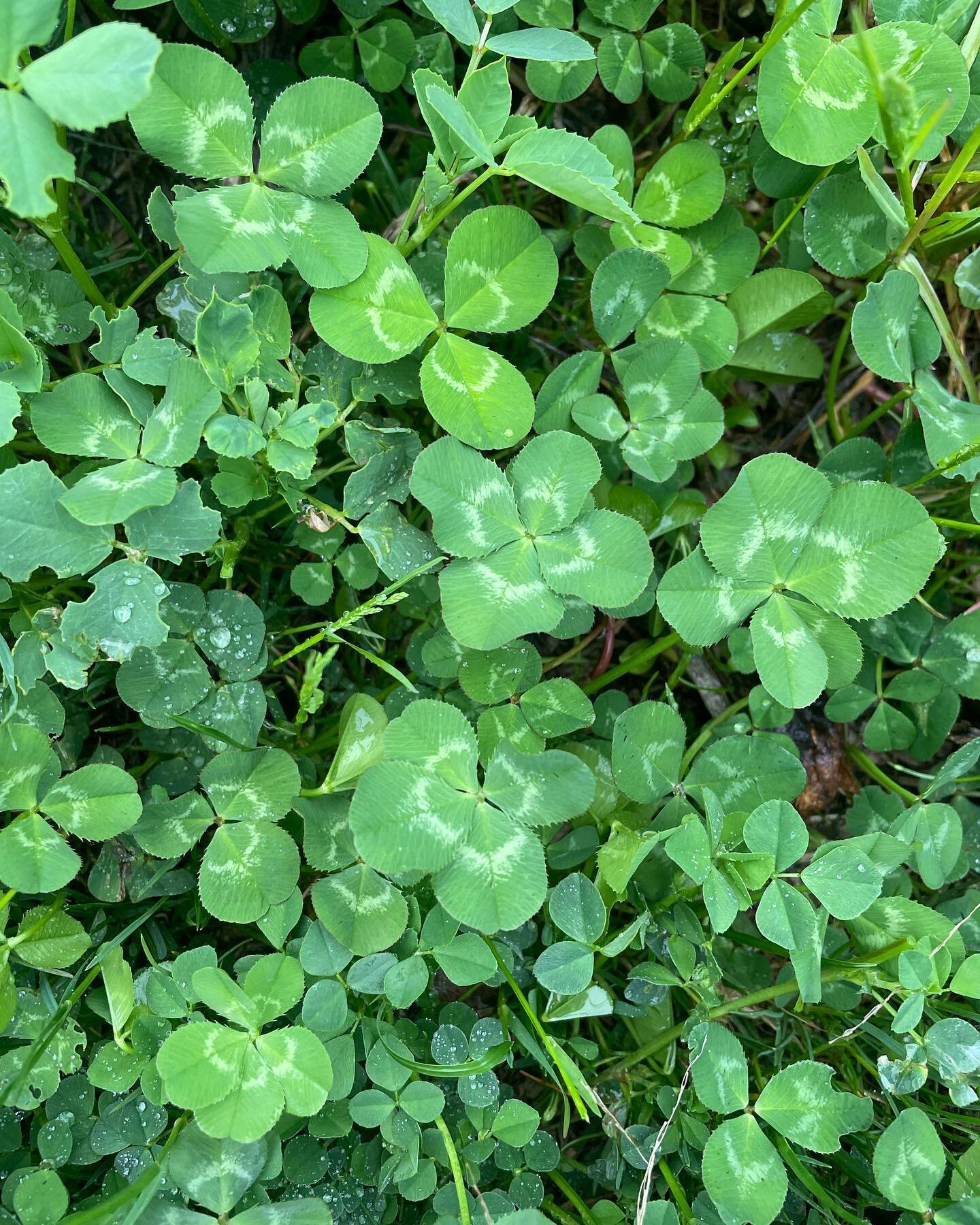 How many can you spot? 

Scroll to see the clover locations. 🔴 is for four leaf and 🔵 is for five leaf! 

#fourleafcloverhunter #fourleafclover #fiveleafclover