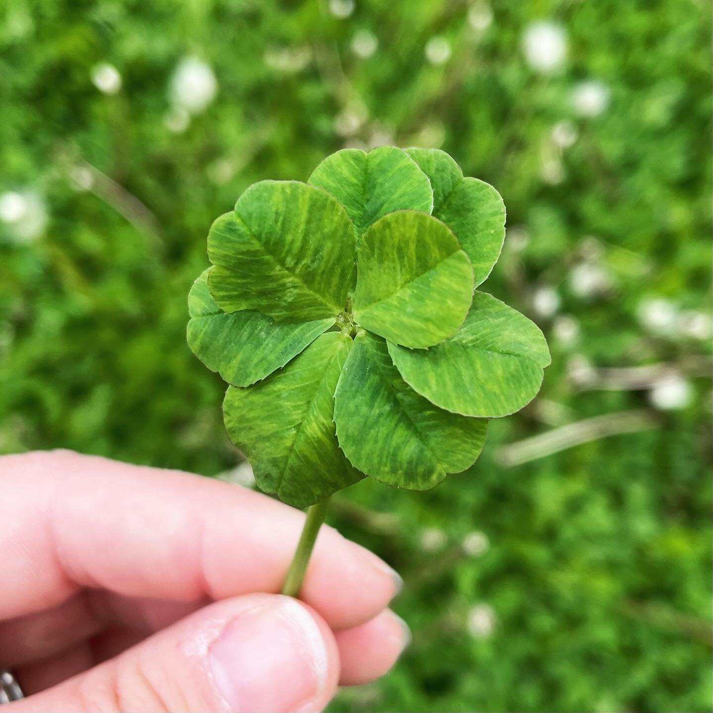 A truly gorgeous eight-leaf clover from yesterday. My first since 2021! 

#fourleafcloverhunter #eightleafclover #8leafclover