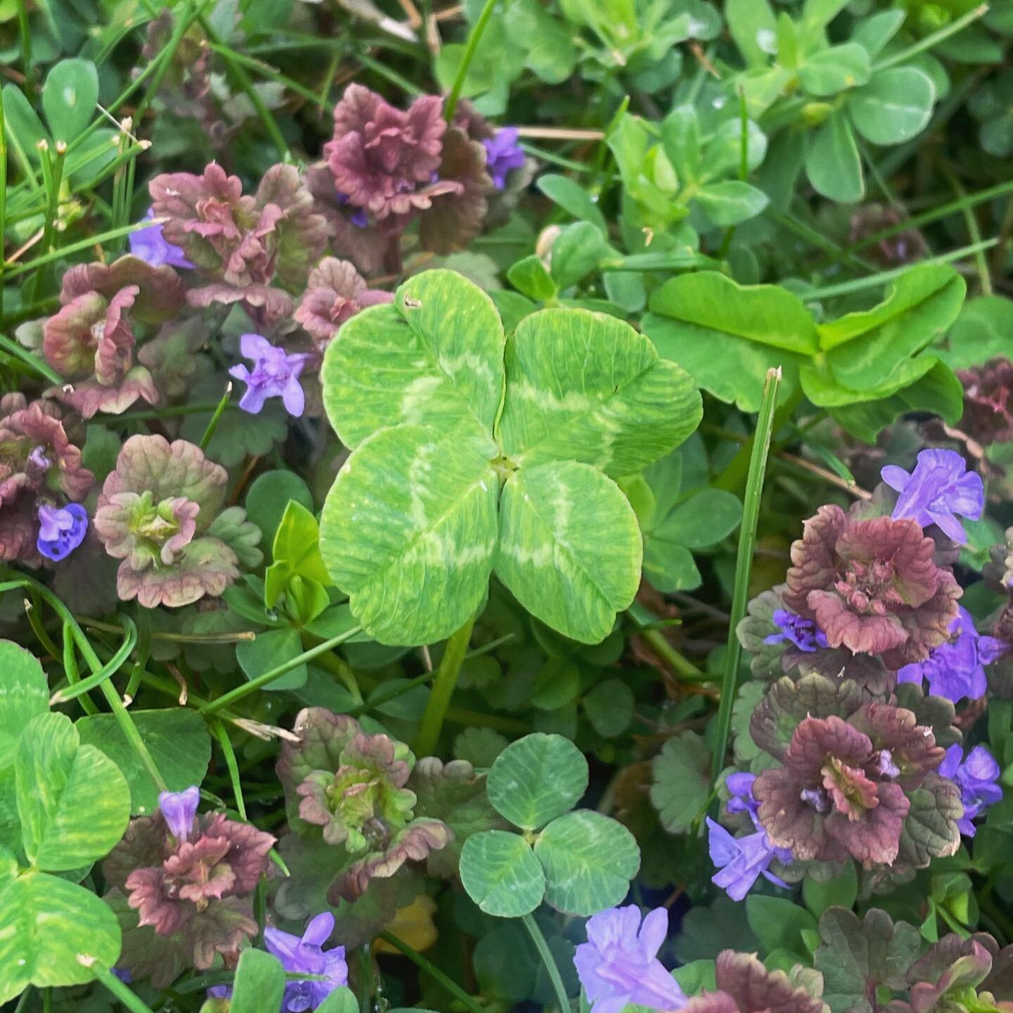 Love when the clovers are among flowers. 💜💚