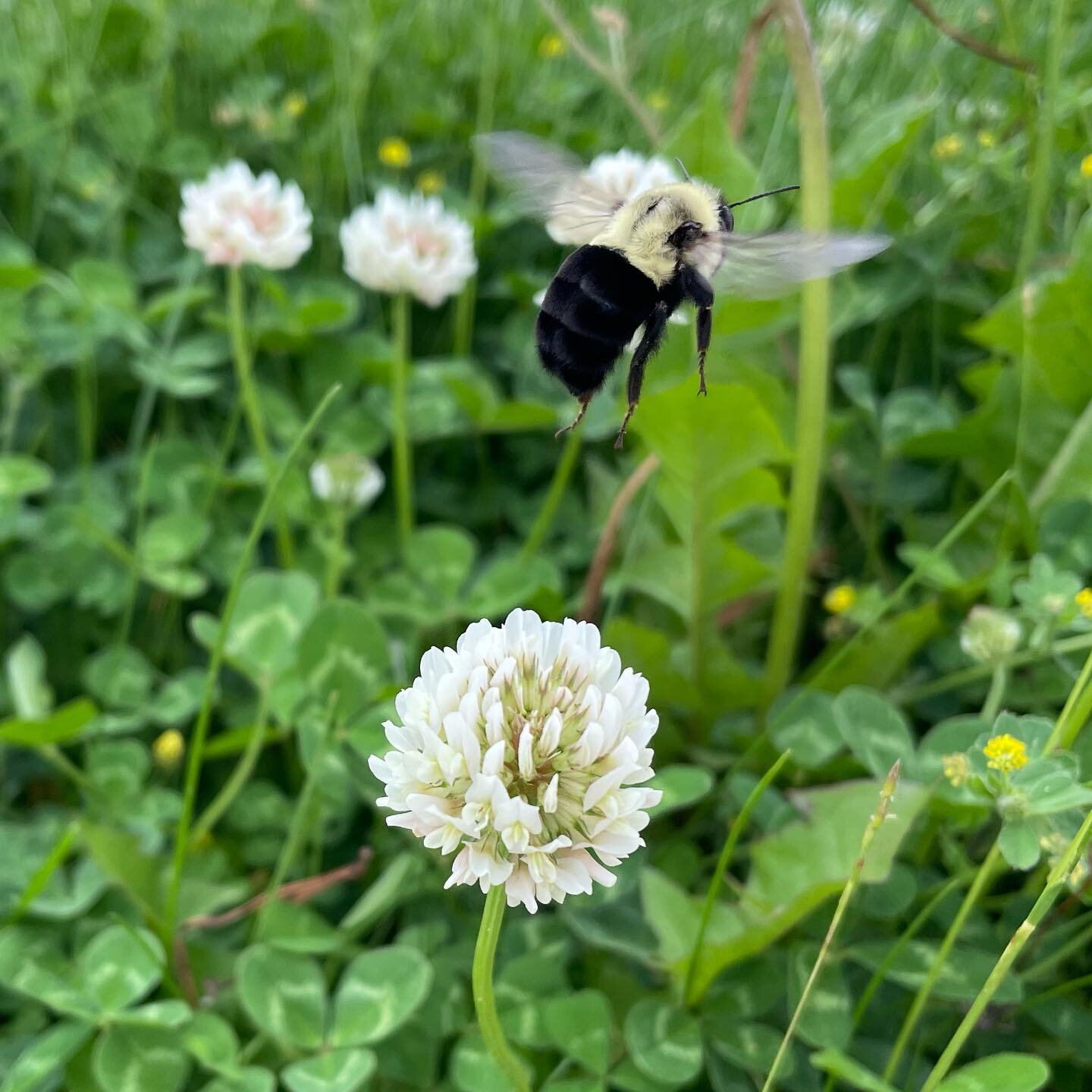 I just can&rsquo;t get over how adorable this bumble bee is. So precious. No four leaf clover here but a lucky shot! 🍀🐝☘️💛

#bumblebee #whiteclover #pollinators