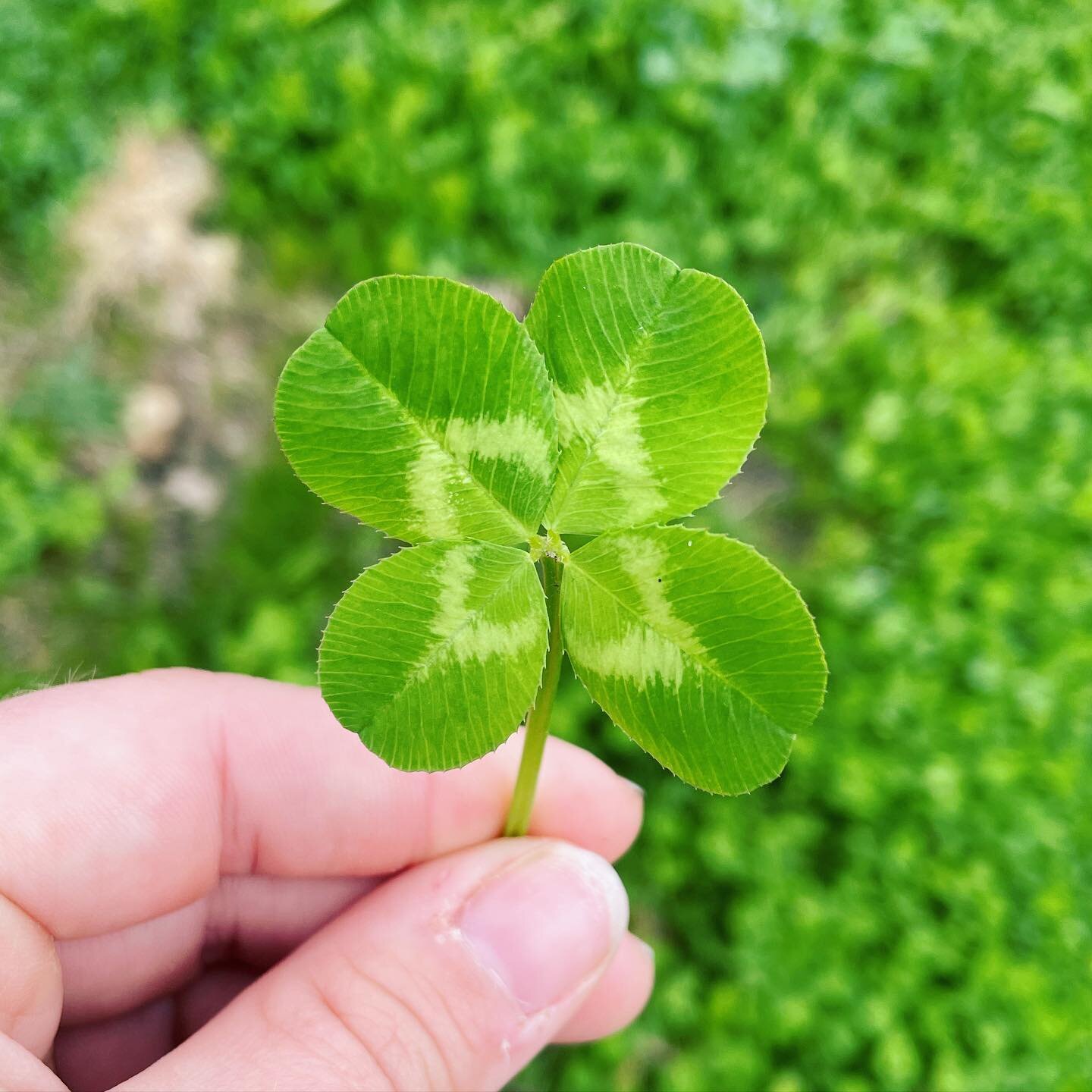 It&rsquo;s been a weird summer for clover hunting. A bad drought and hot weather destroyed a lot of my patches right when they usually peak. I haven&rsquo;t collected much in the last couple months. Only 35 days and 7,002 clovers (200/day avg) compar