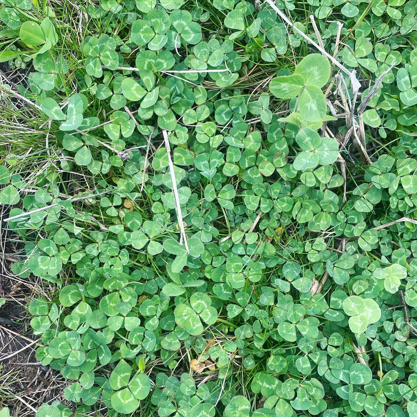 There are two 🍀 here. Can you find them? Beauties.

#fourleafcloverhunter #fourleafclover