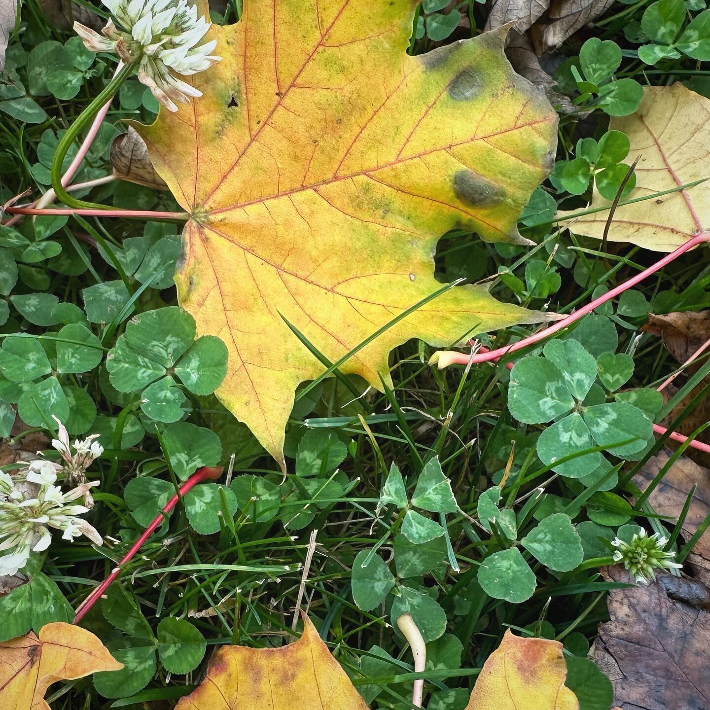Fall clover hunting. The leaves in Wisconsin are stunning right now. Clovers are looking pretty good too. 🍀🍁🍂❤️