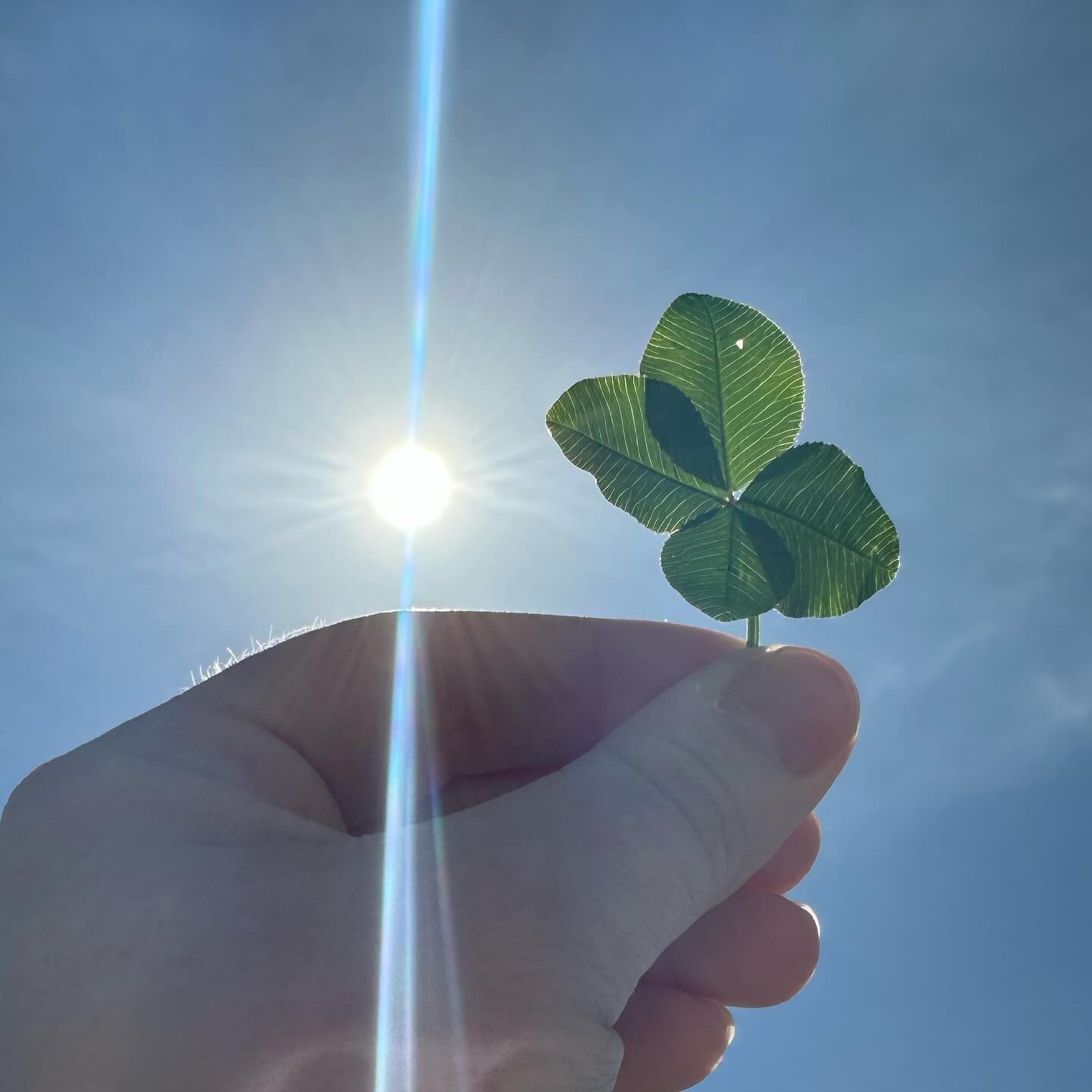 I found clovers during the solar eclipse today. My husband is a private pilot and we flew down to Carbondale, IL to experience totality. It was extraordinary. I cried. And I plan to seek out another one as soon as possible. I am truly lucky 🍀🌕☀️❤️