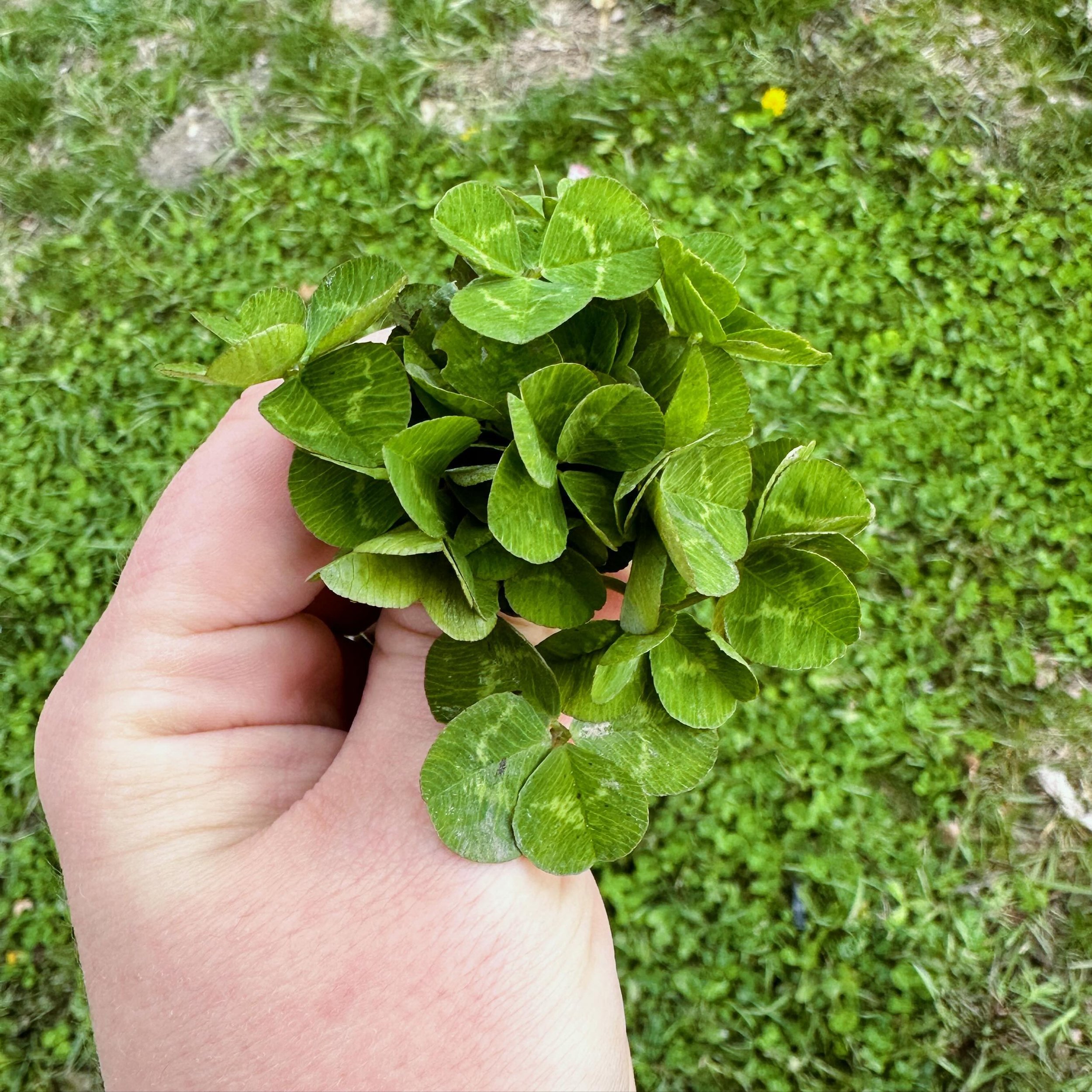 I think we&rsquo;re back in business! Nice bunch from yesterday. It&rsquo;s Wisconsin so it could snow one more time but seems like a good bet we&rsquo;re finally in Spring. 😃
#fourleafclover #🍀 #fourleafcloverhunter