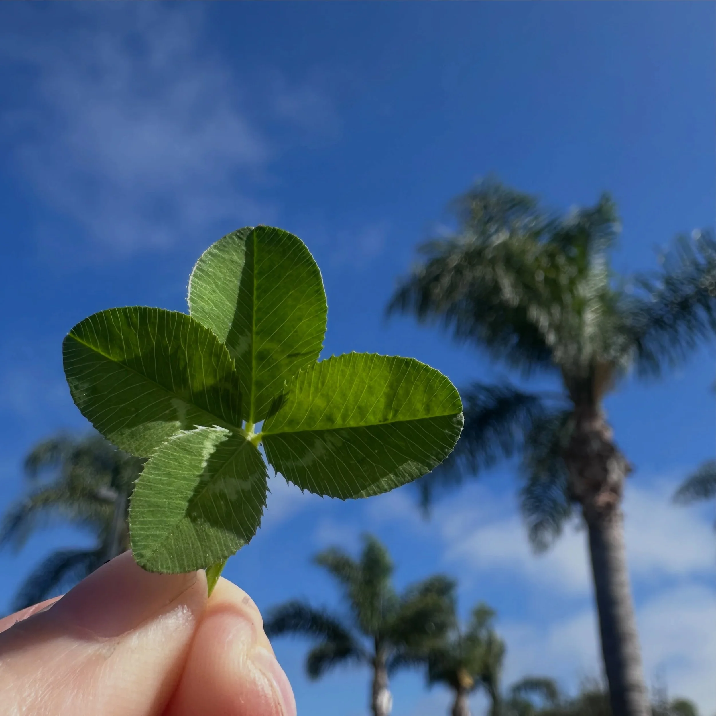 Good luck from Southern California! Visiting family. I rarely find 🍀 here but came across a gorgeous patch just now. Have a wonderful weekend!

#fourleafcloverhunter #fourleafclover #4leafclover