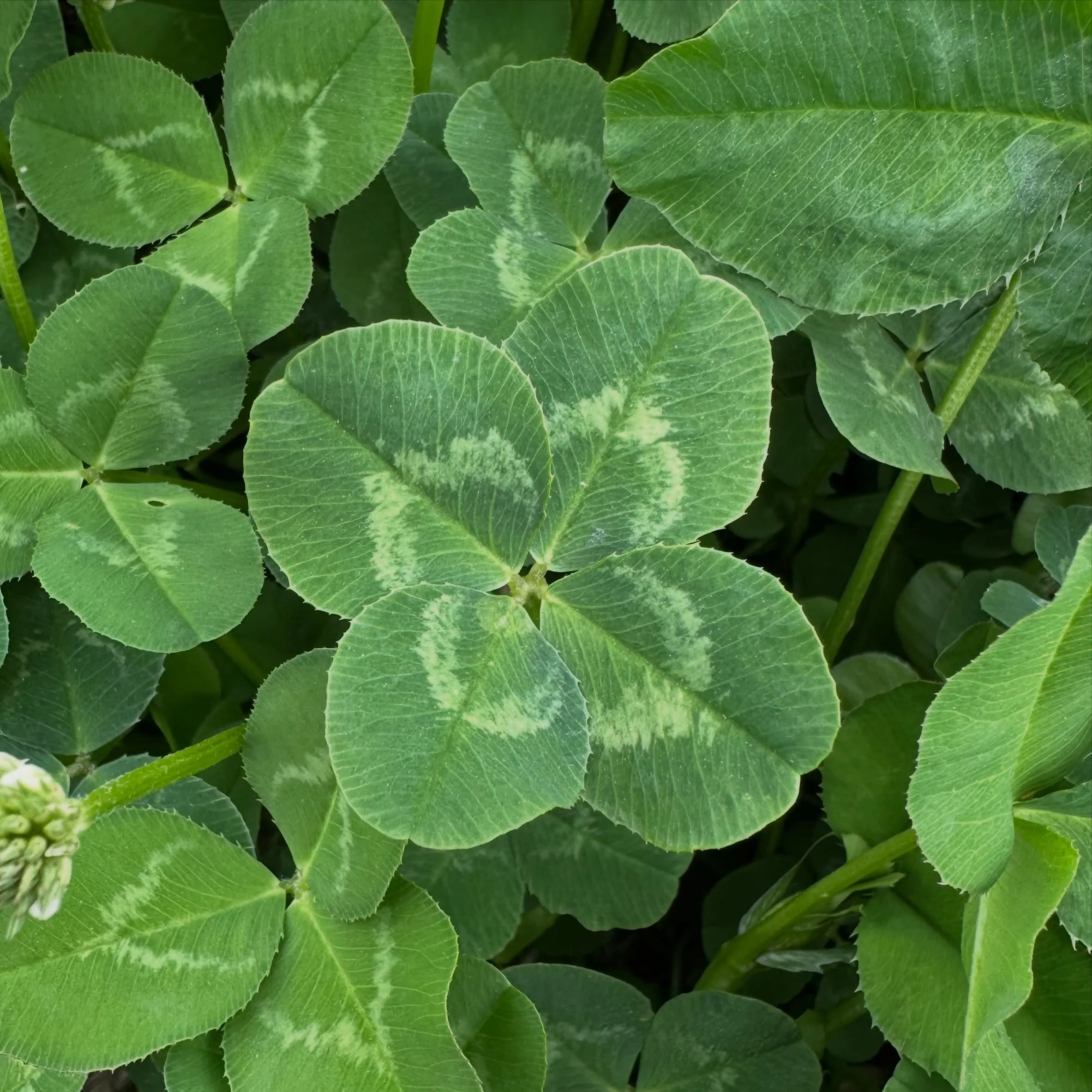 Gorgeous spring clover. Off to a slow start with cool weather and tons of patches not growing back this year, but had a fun day with overcast weather (the best weather to clover hunt IMO). 🍀💚 #fourleafcloverhunter #fourleafclover
