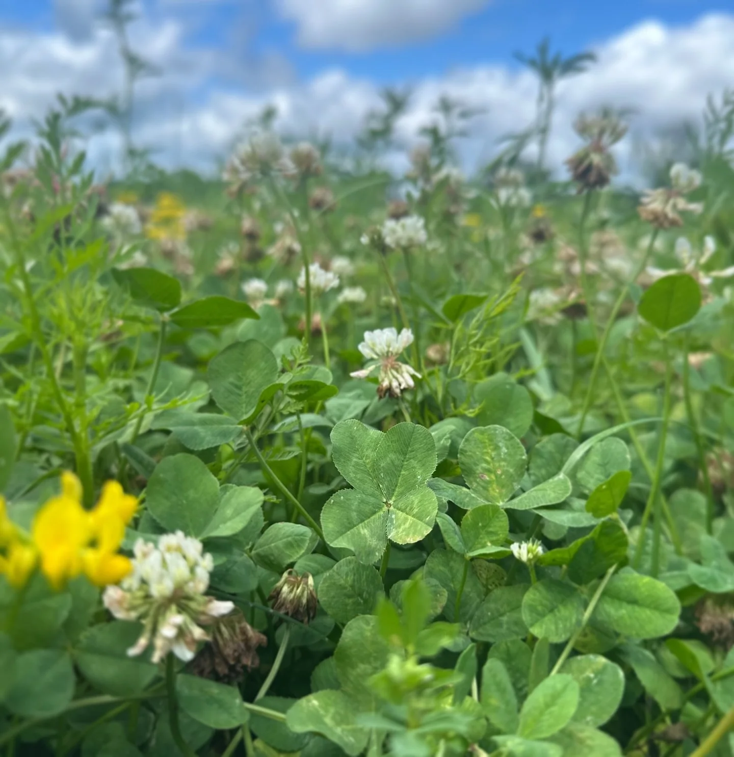 Gorgeous day for clover hunting! 

#fourleafcloverhunter #fourleafclover #4leafclover #🍀
