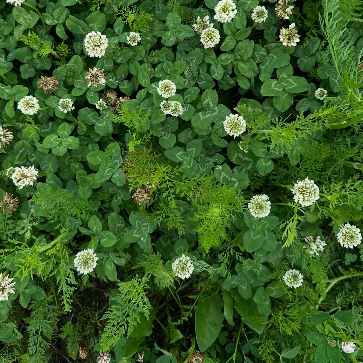 How many 🍀 can you find? Swipe to see the key.

#fourleafcloverhunter #fourleafclover #4leafclover #🍀