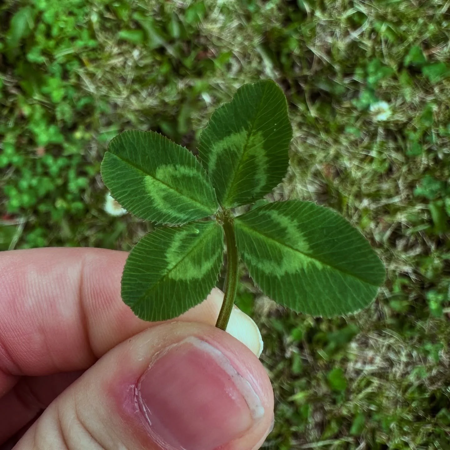 Loving the strong chevron pattern on this one. Most white clover clovers have a marking like this, but not all. And the ones that do vary wildly in coloring and design. So much variability and beauty in these plants.  #fourleafcloverhunter #fourleafc