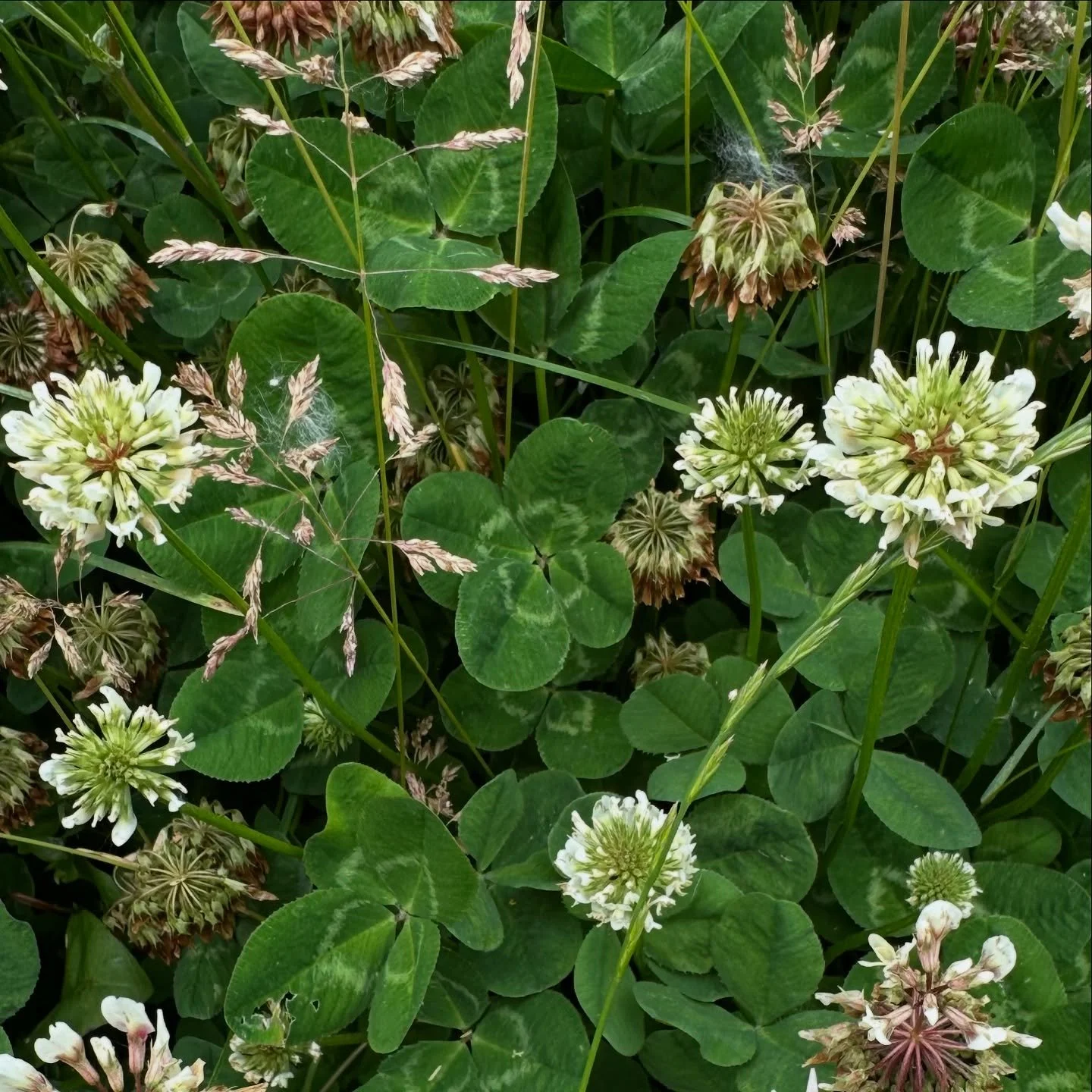 Yesterday I found exactly 666 mutated clovers, 578 four-leaf, 81 five-leaf, 6 six-leaf and 1 seven-leaf. Hundreds of days of clover hunting, many north of 600, and that&rsquo;s the first time it&rsquo;s happened. 😂

It&rsquo;s been a slow start to t