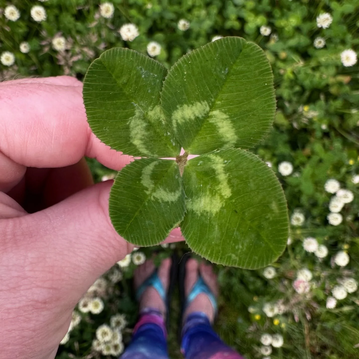 Gorgeous. I don&rsquo;t usually wear my galaxy leggings hunting but I ran by this patch on the way back from a workout and had to stop. Happy I did. 

#fourleafcloverhunter #fourleafclover #4leafclover #🍀
