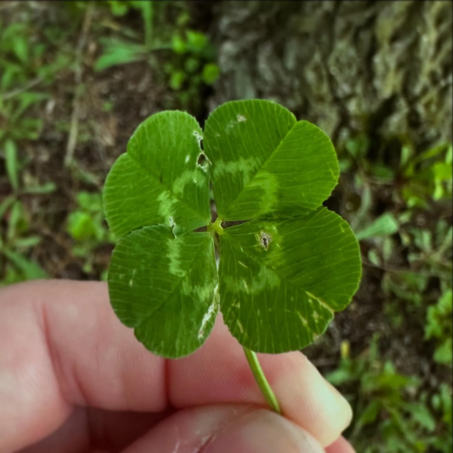 I love when a clover is a little rough around the edges.