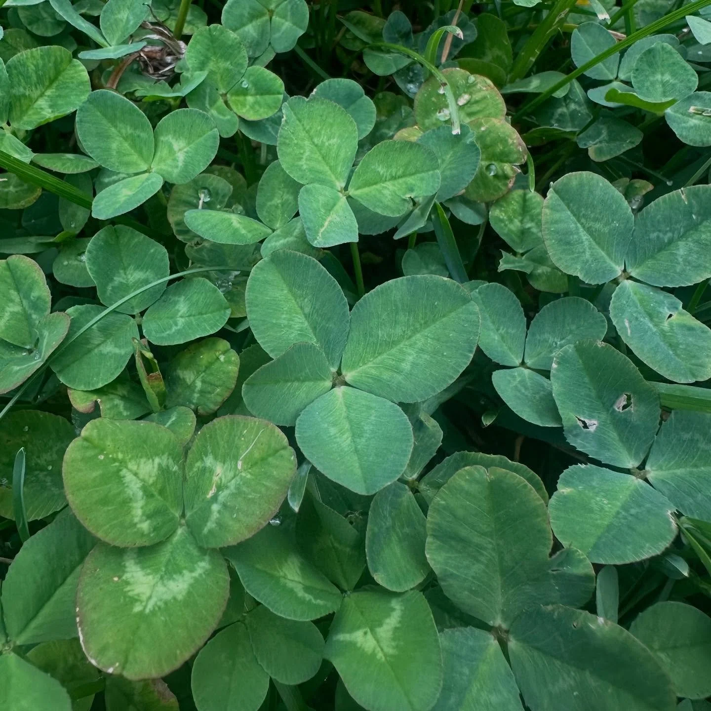 A touch tricky to spot. Really lovely color here. 💚

#fourleafcloverhunter #fourleafclover #4leafclover #🍀