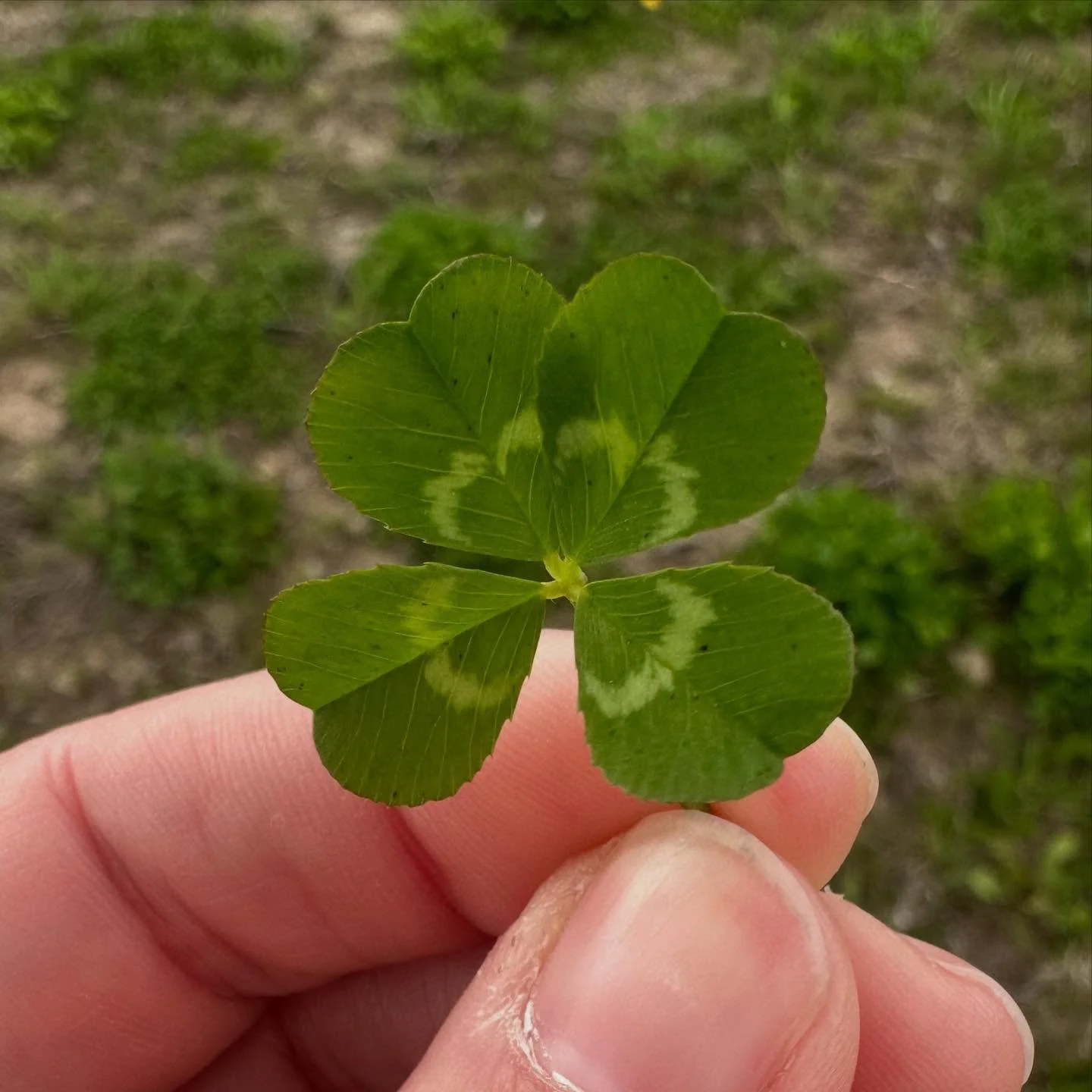 First clover of the year was back on April 28. Pretty late compared to past years! Brand new location within walking distance of my workplace, so that&rsquo;s dangerous. Happy hunting! 

#fourleafclover #4leafclover #🍀 #fourleafcloverhunter