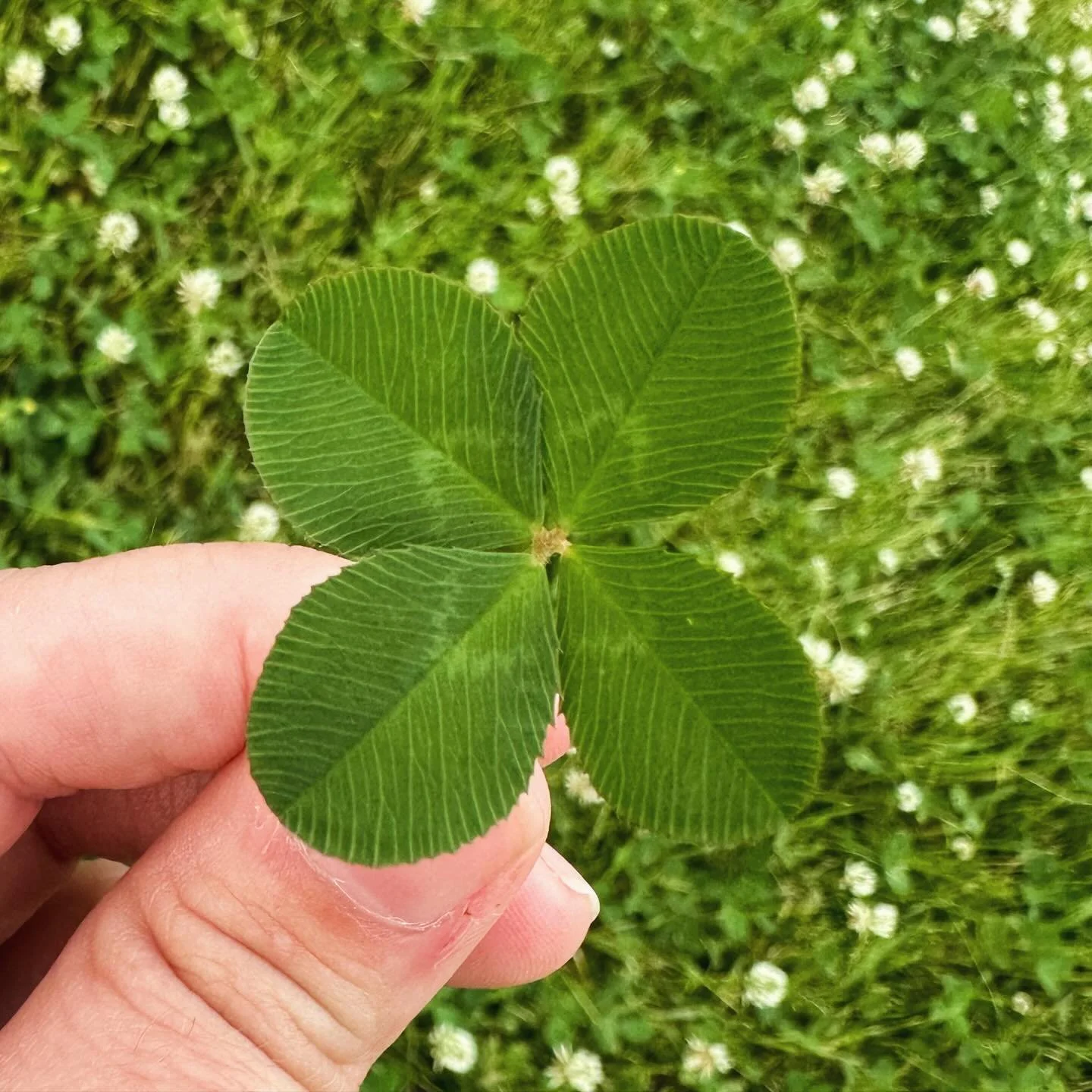 I haven&rsquo;t been able to get out much this summer. New job that is so much busier. So I&rsquo;ve been choosing only the best days to hunt- overcast and cool with lush clover- whenever I can. I&rsquo;m also focused on enjoying the process and find