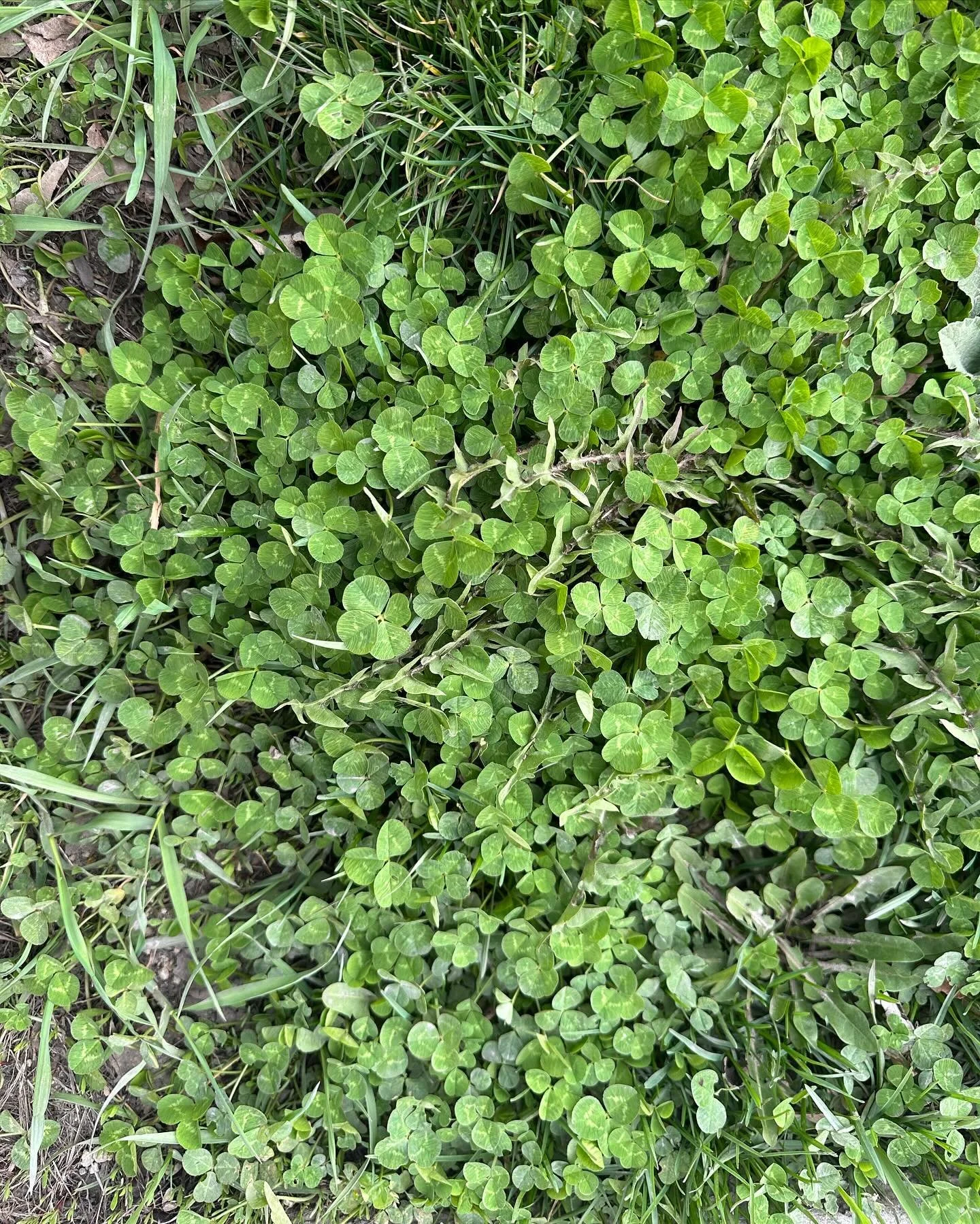 How many 🍀 can you spot? Swipe to see the key!

#fourleafcloverhunter #fourleafclovers #🍀