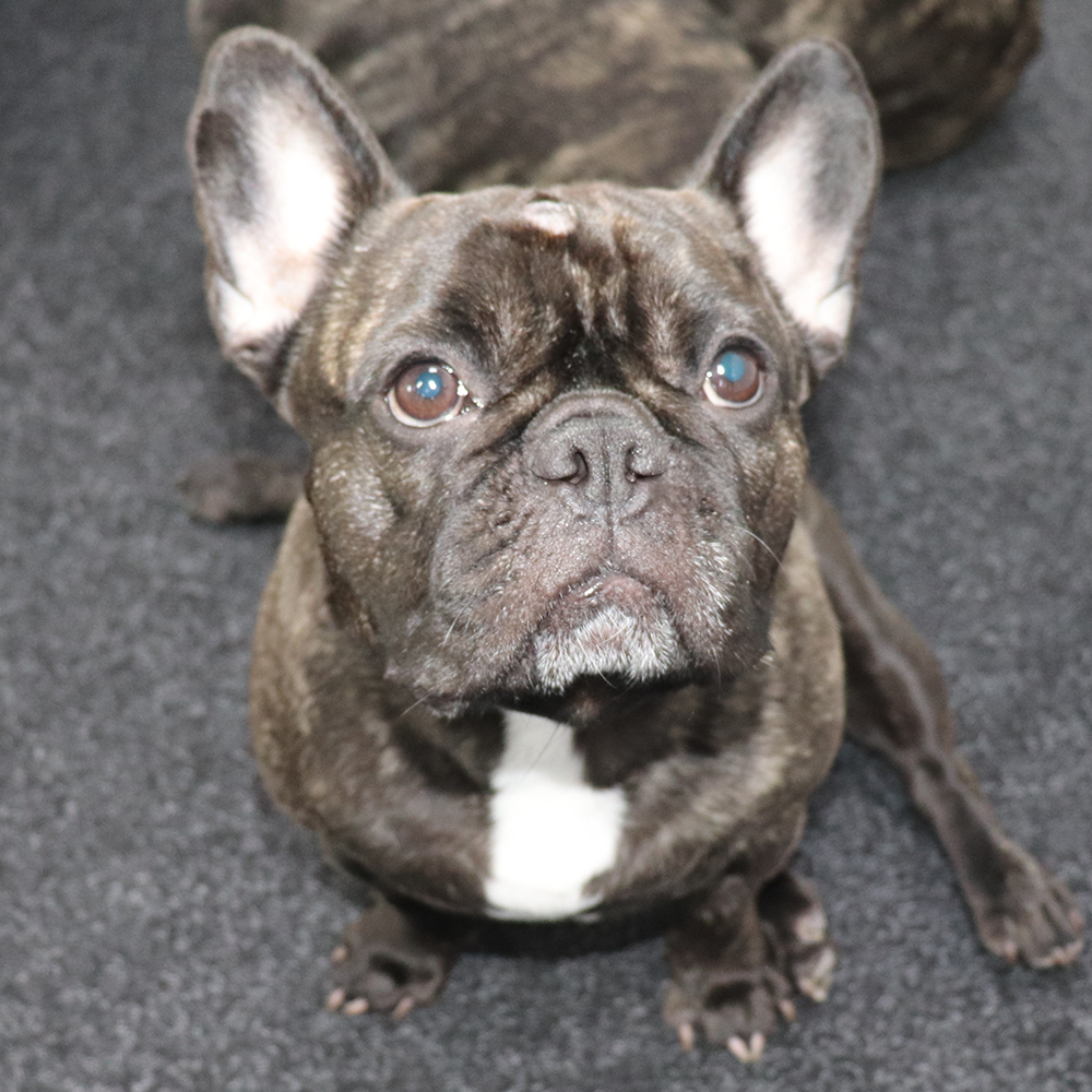 A brindle French Bulldog with a white patch on its chest, sitting on a dark carpeted floor, looking up at the camera.