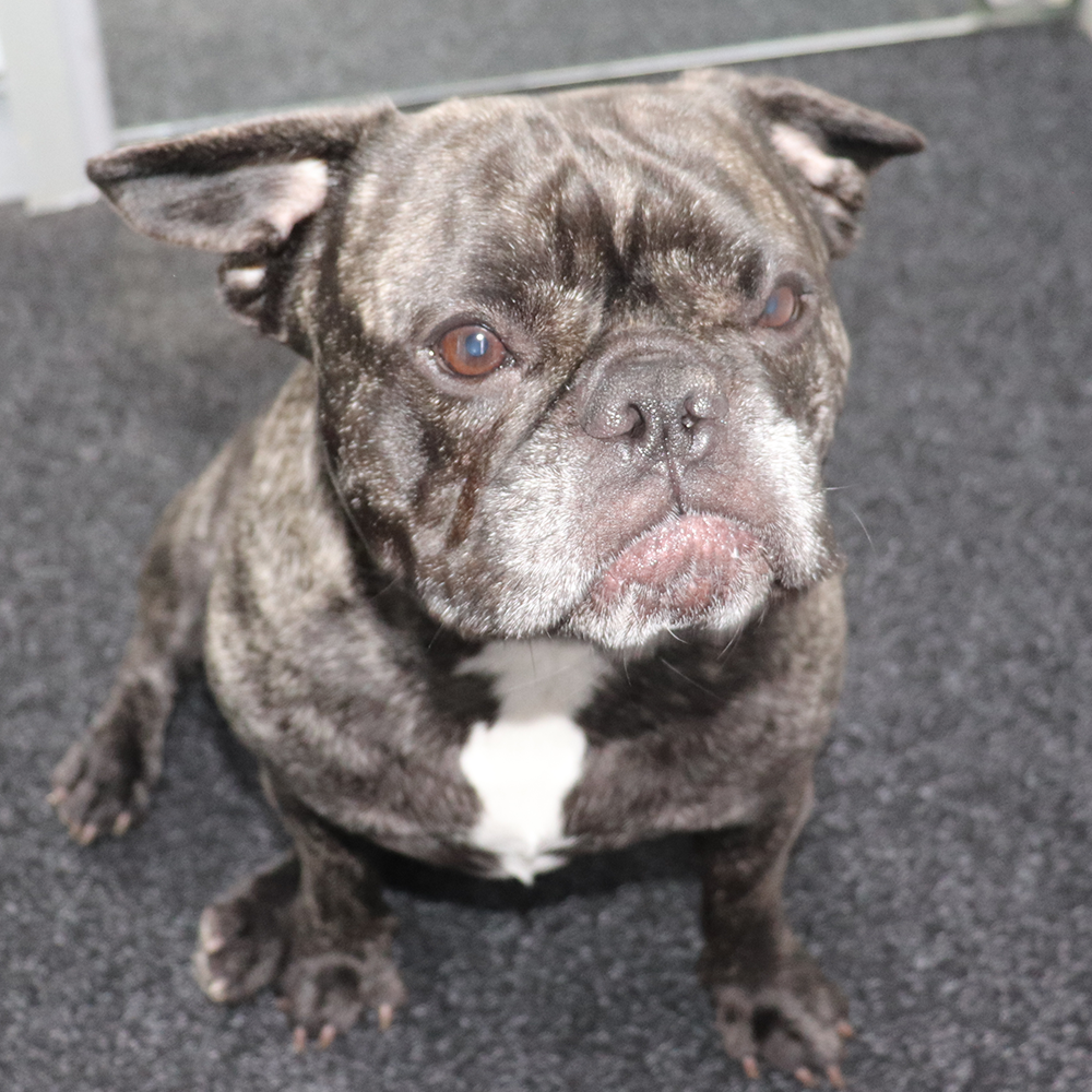 A brindle French Bulldog with a white chest sitting on a dark carpet floor.