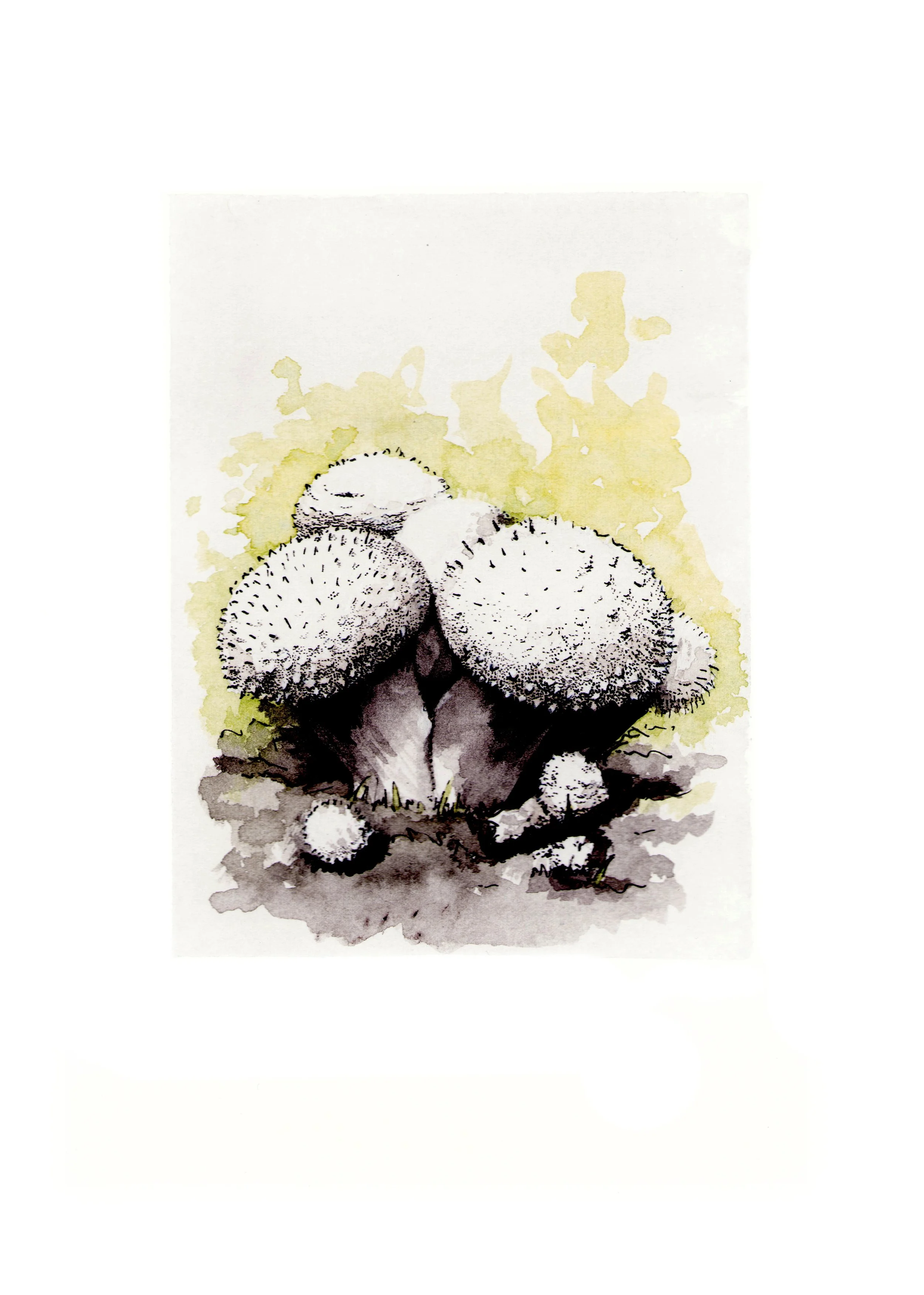 Mushrooms 5x7.jpg