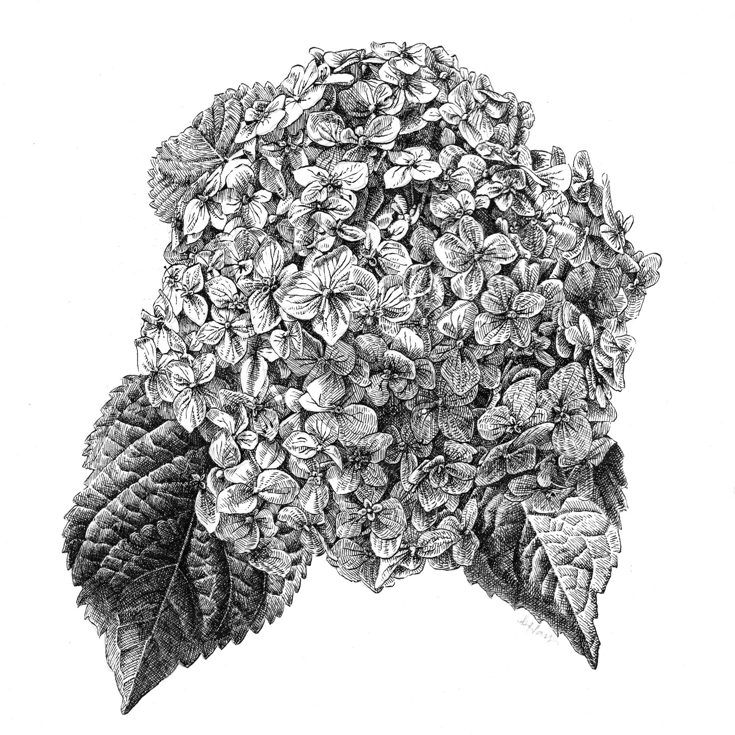hydrangea_sm.jpg