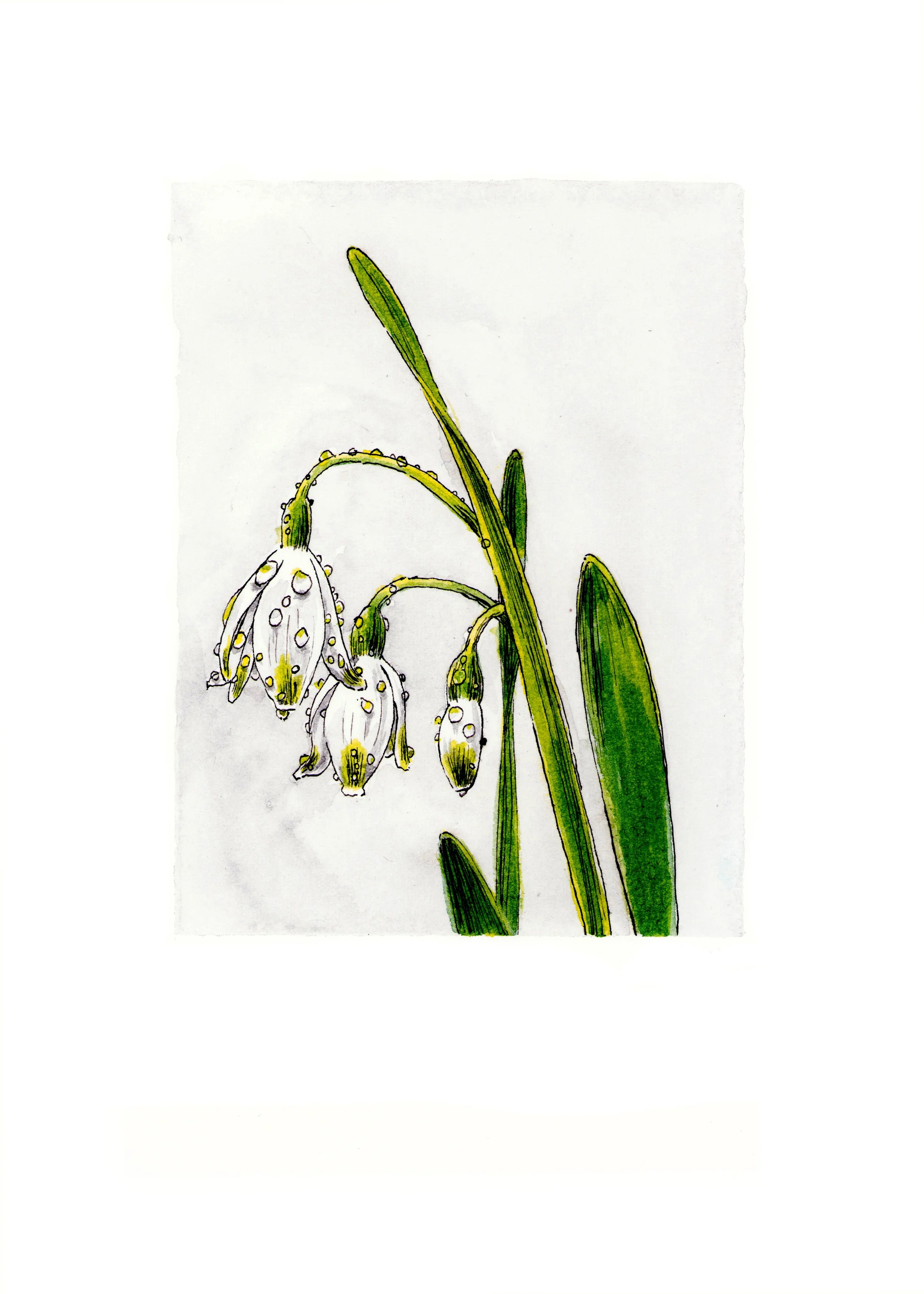 White Bells 5x7.jpg