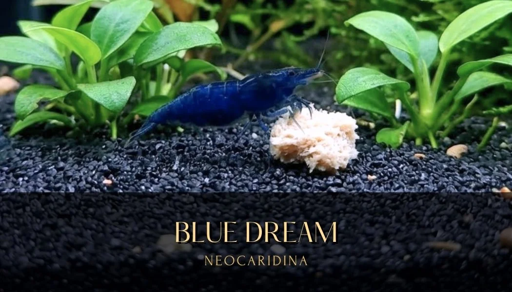 Premium Blue Dream Neocaridina Shrimps