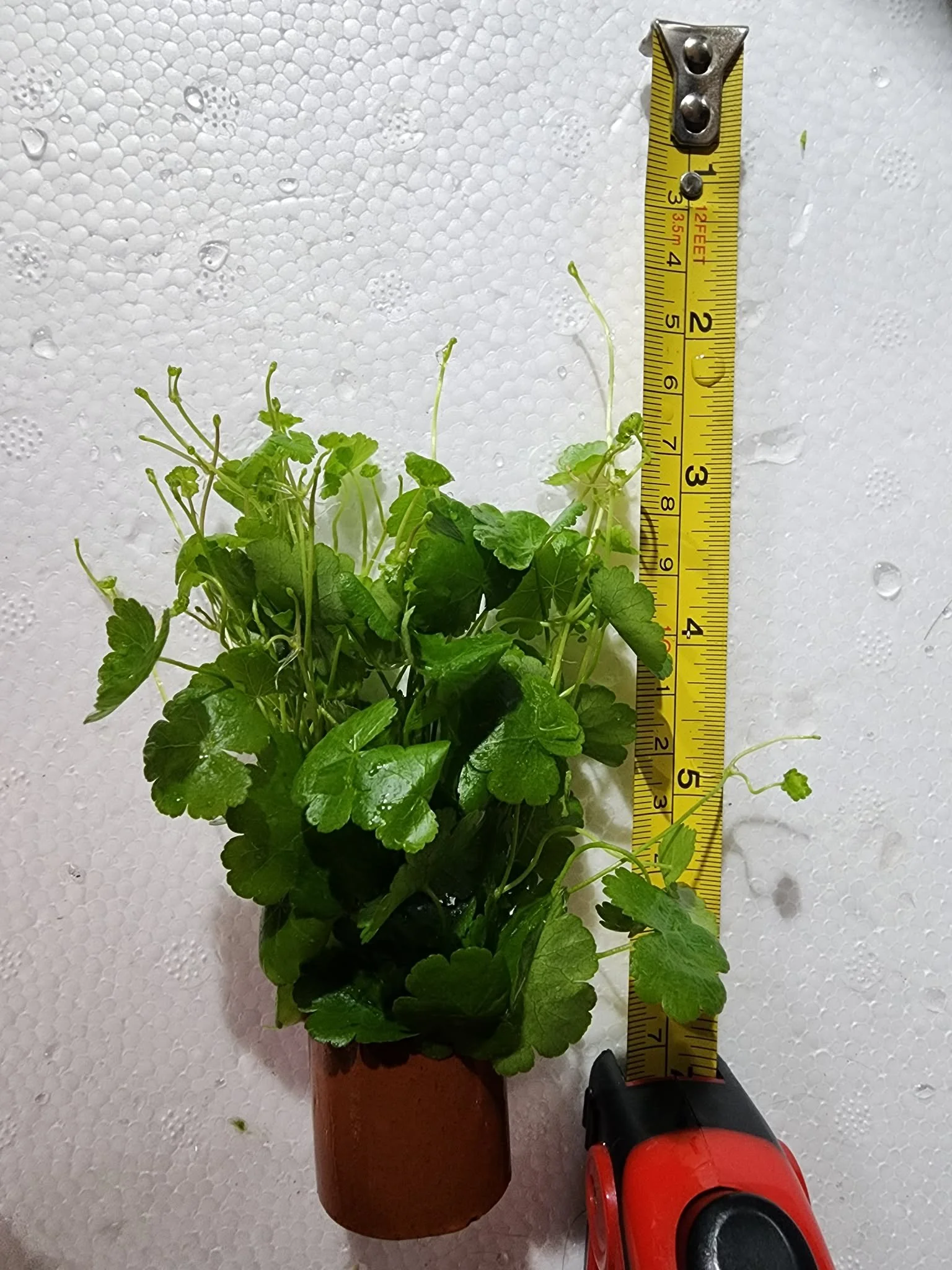 hydrocotyle-verticillata-aquarium-plant 1.jfif